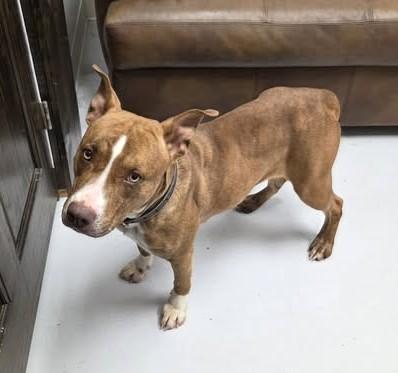 Enlarge CoCo, a ADOPTABLE Pit Bull Terrier in Mount Gilead, OH image 1/1