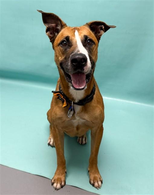 GASTON, Adoptable, Adult Male Labrador Retriever & Boxer.