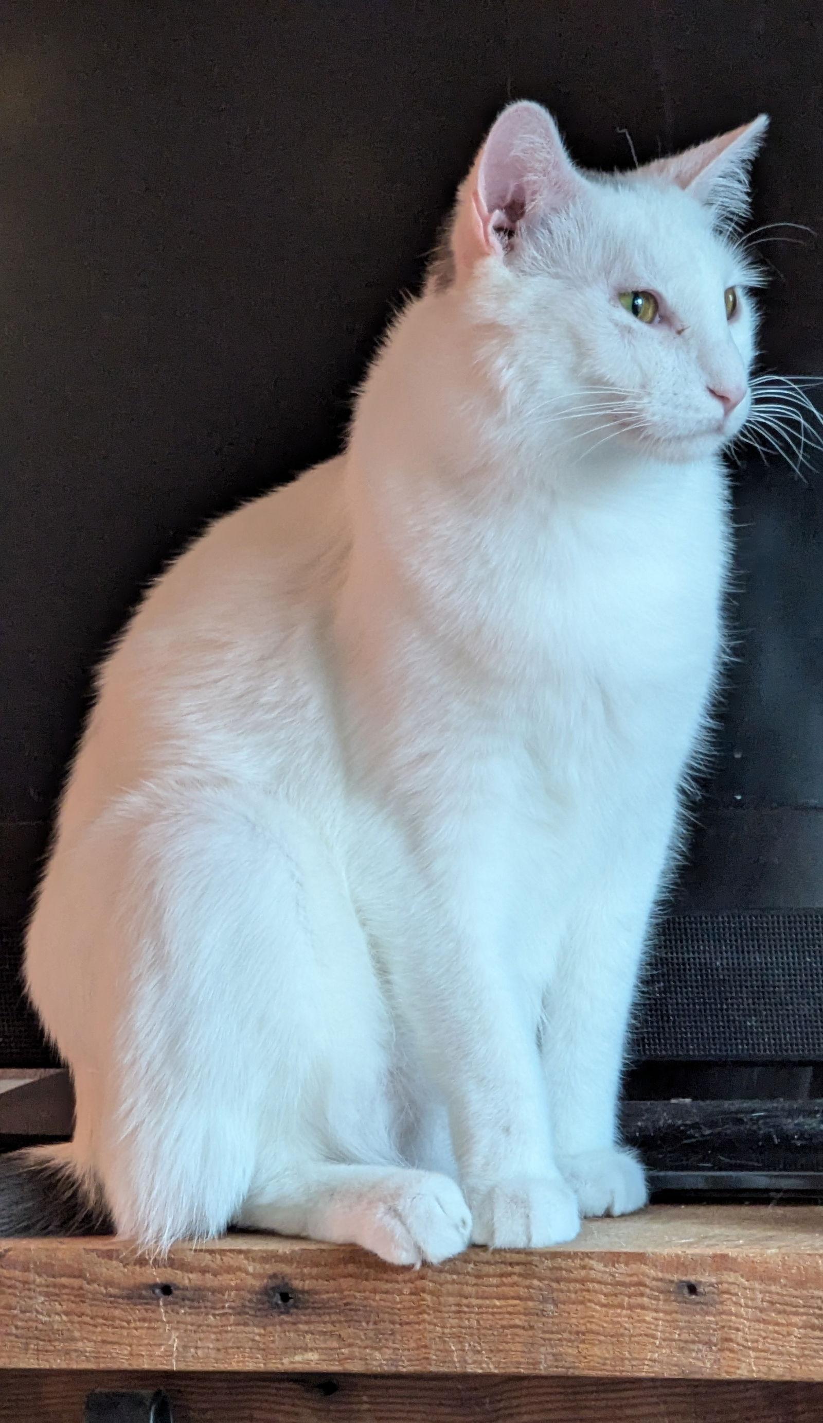 Enlarge Walter, a Adoptable Domestic Short Hair in Waterloo, IA image 2/2