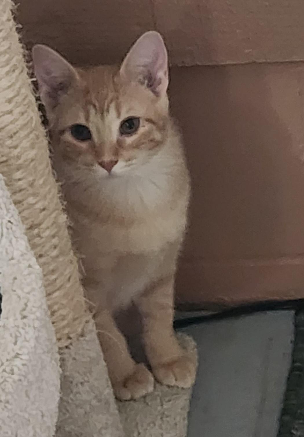 Rebel-COURTESY LISTING, Adoptable, Kitten Male Tabby.