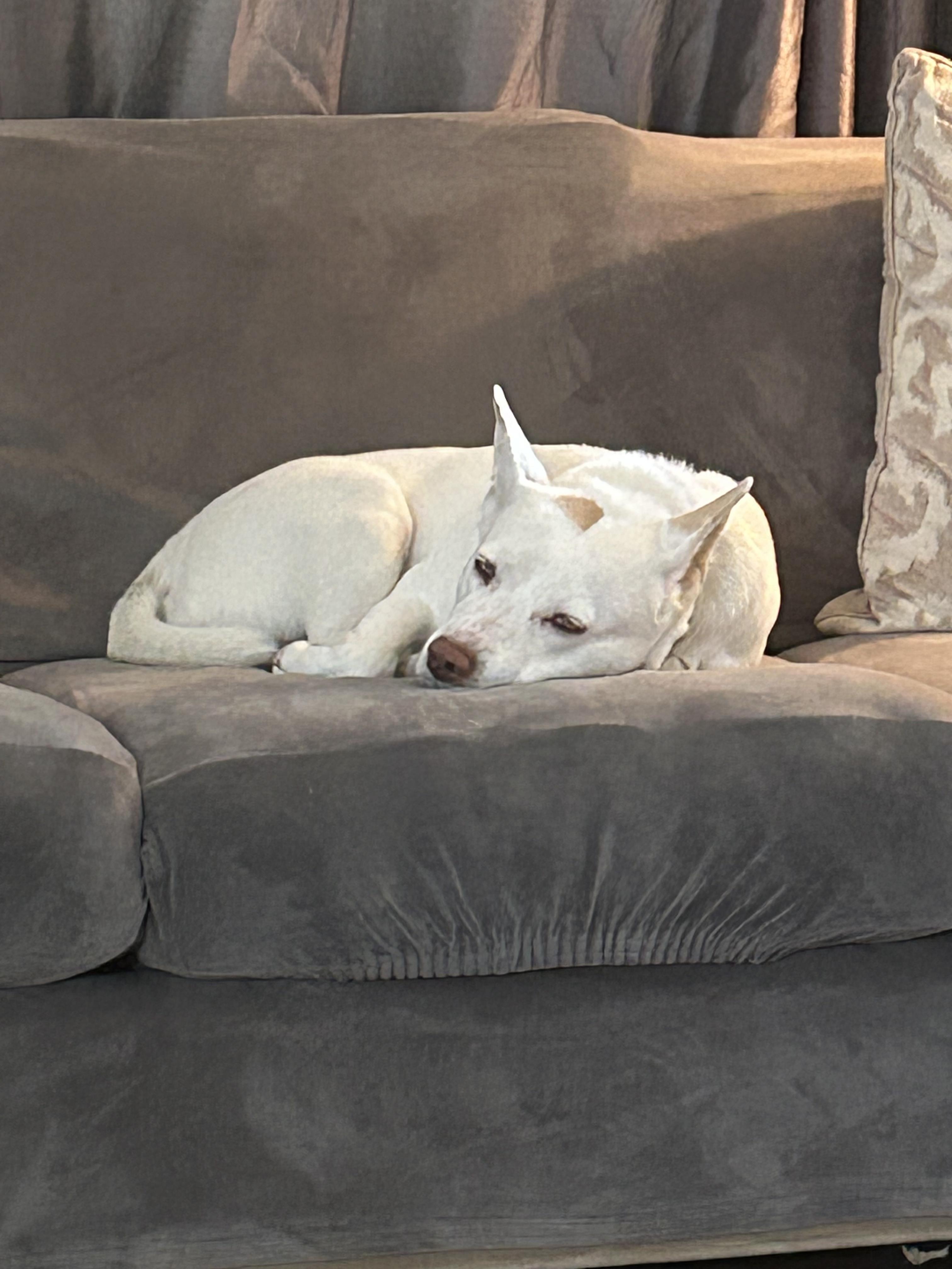 Enlarge Luna, a ADOPTABLE mixed breed in Burbank, CA image 5/5