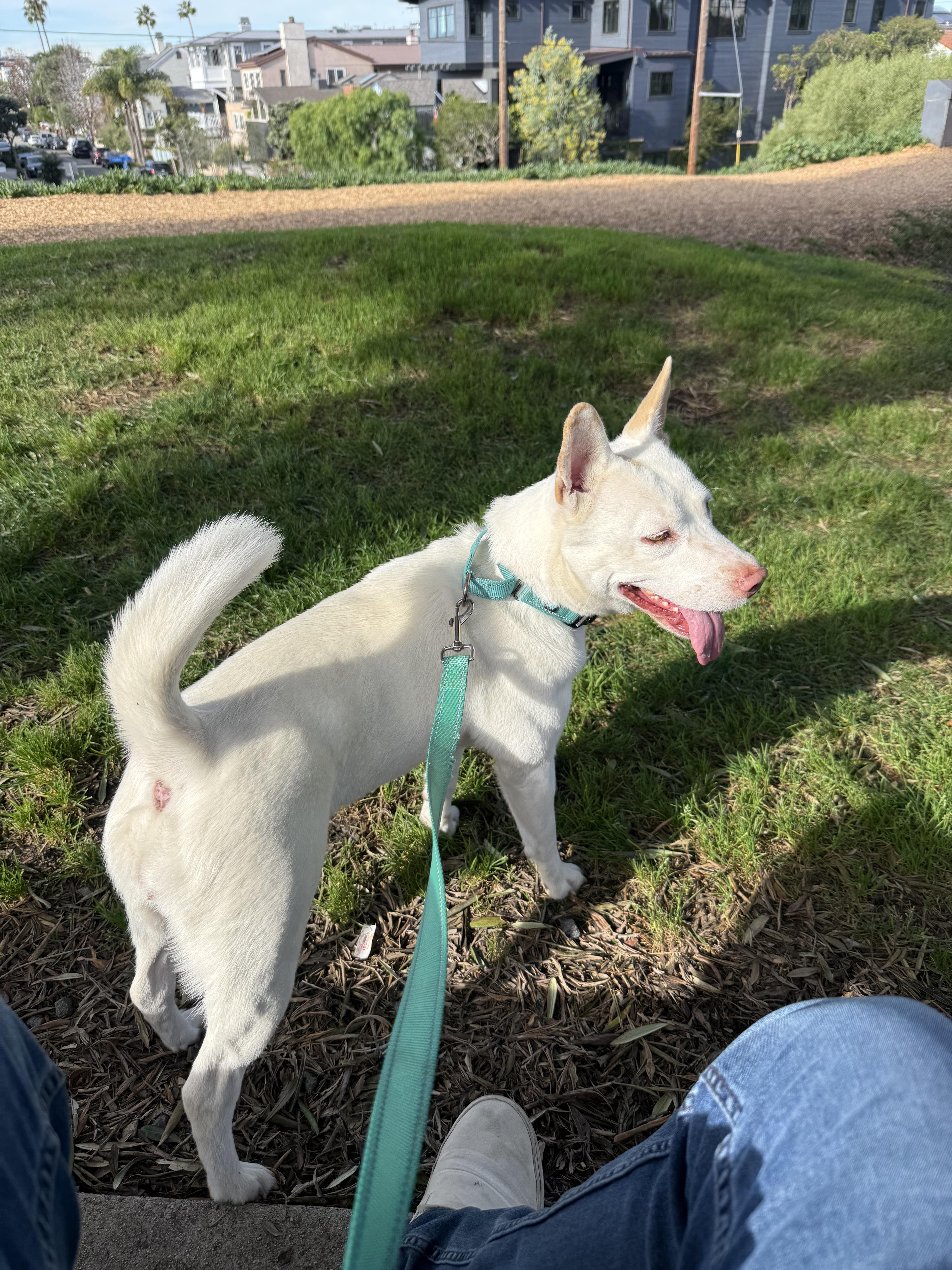 Luna, ADOPTABLE, Adult Female Australian Kelpie.