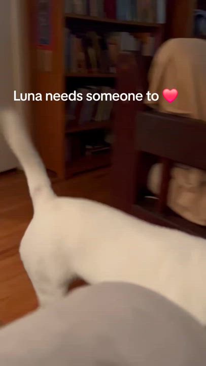 Enlarge Luna, a ADOPTABLE mixed breed in Burbank, CA video 4/5