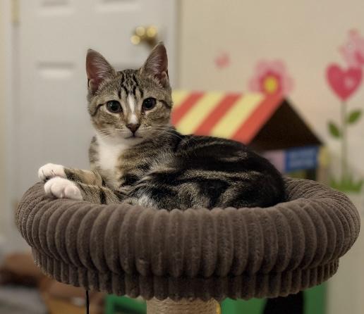 Libby, ADOPTABLE, Kitten Female Domestic Short Hair.