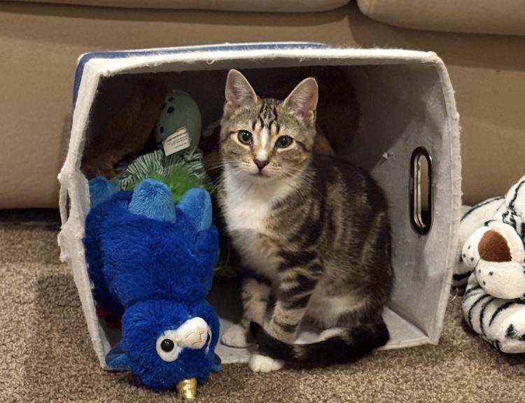 Enlarge Libby, a ADOPTABLE Domestic Short Hair in Turnersville, NJ image 3/3