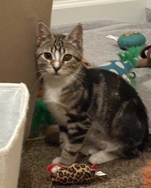 Enlarge Libby, a ADOPTABLE Domestic Short Hair in Turnersville, NJ image 2/3