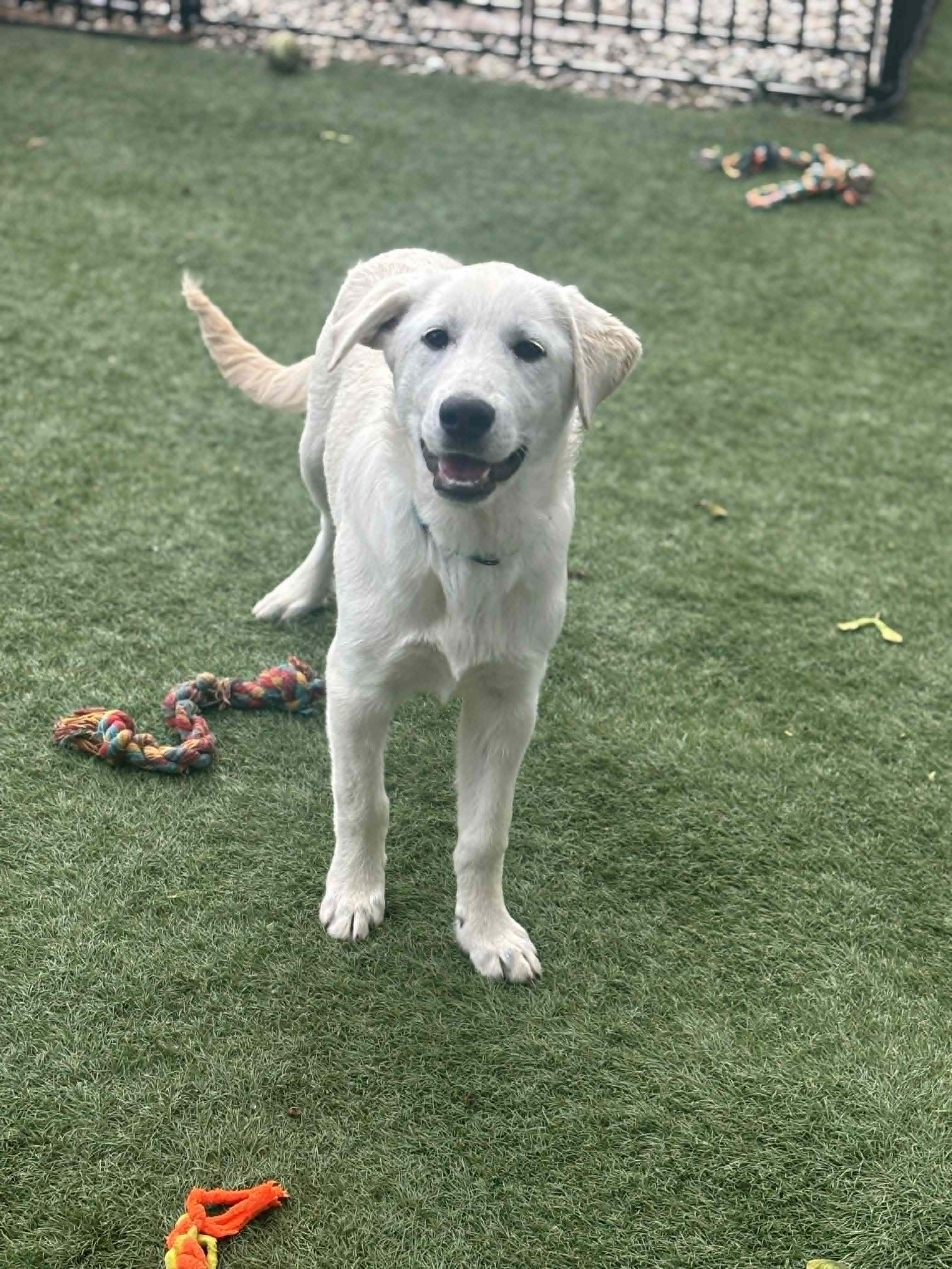 Enlarge Willie  , an adopted Mixed Breed in Kenosha, WI image 4/5