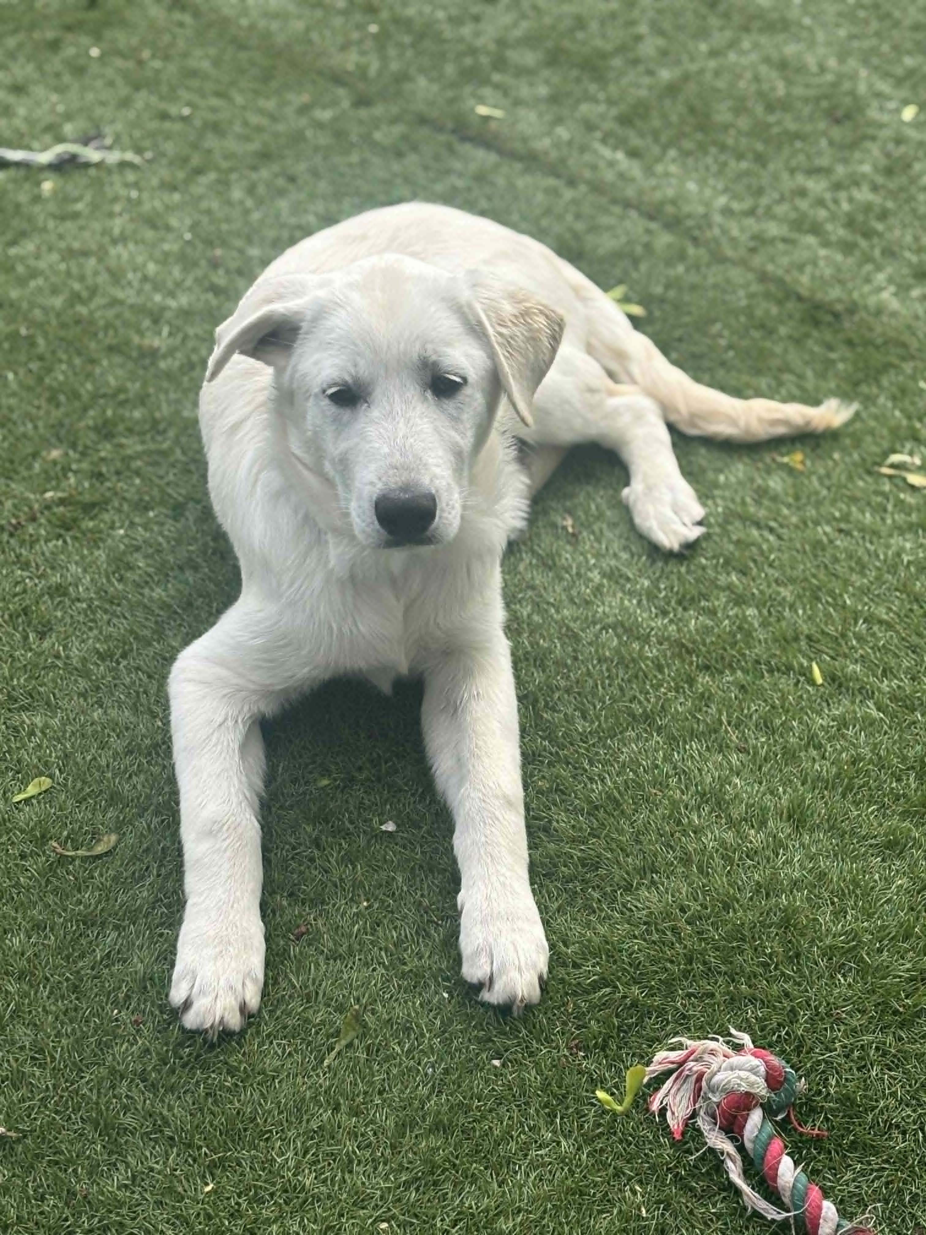 Enlarge Willie  , an adopted Mixed Breed in Kenosha, WI image 5/5