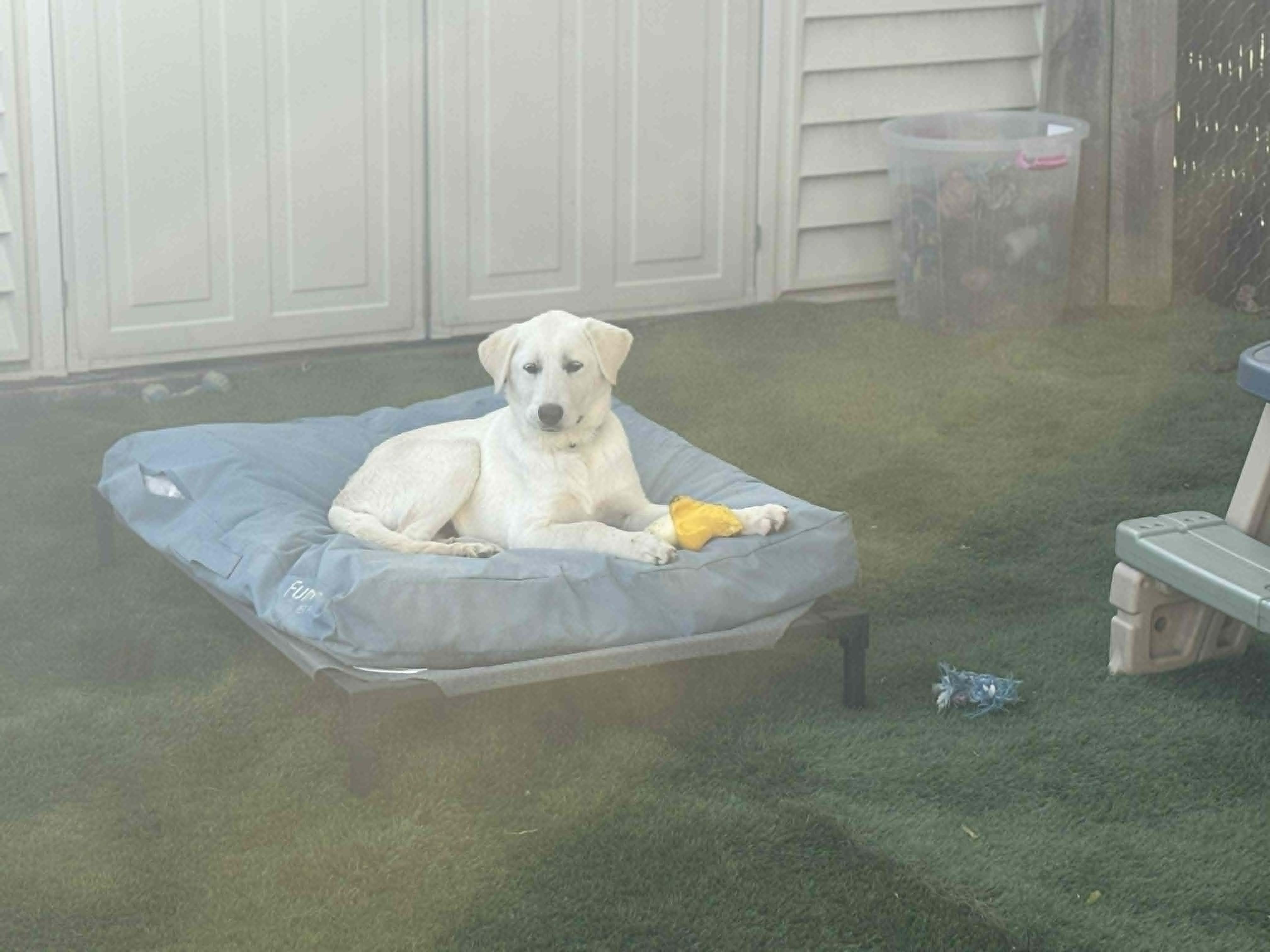 Enlarge Willie  , an adopted Mixed Breed in Kenosha, WI image 3/5