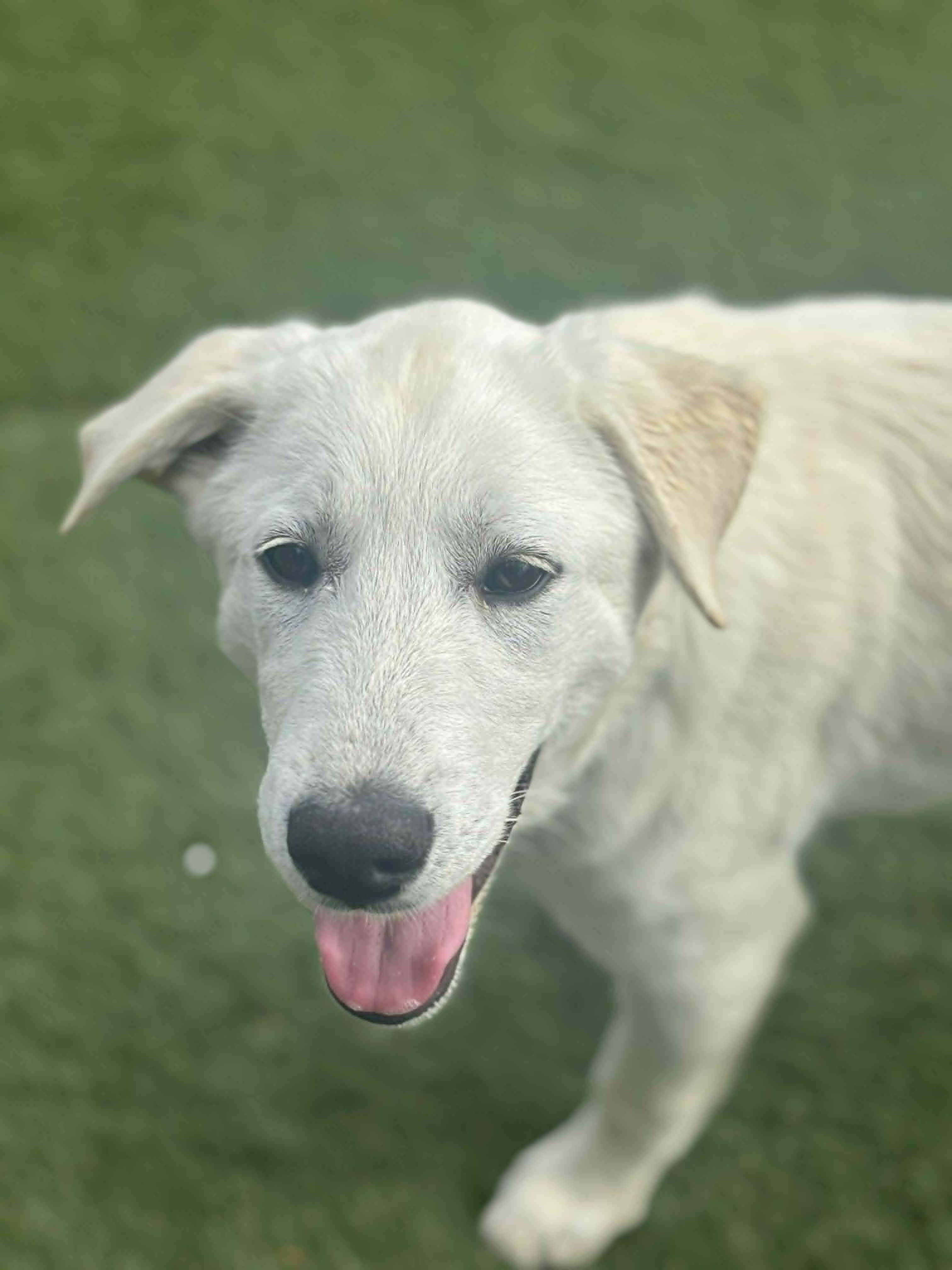 Willie , adopted, Young Male Mixed Breed.