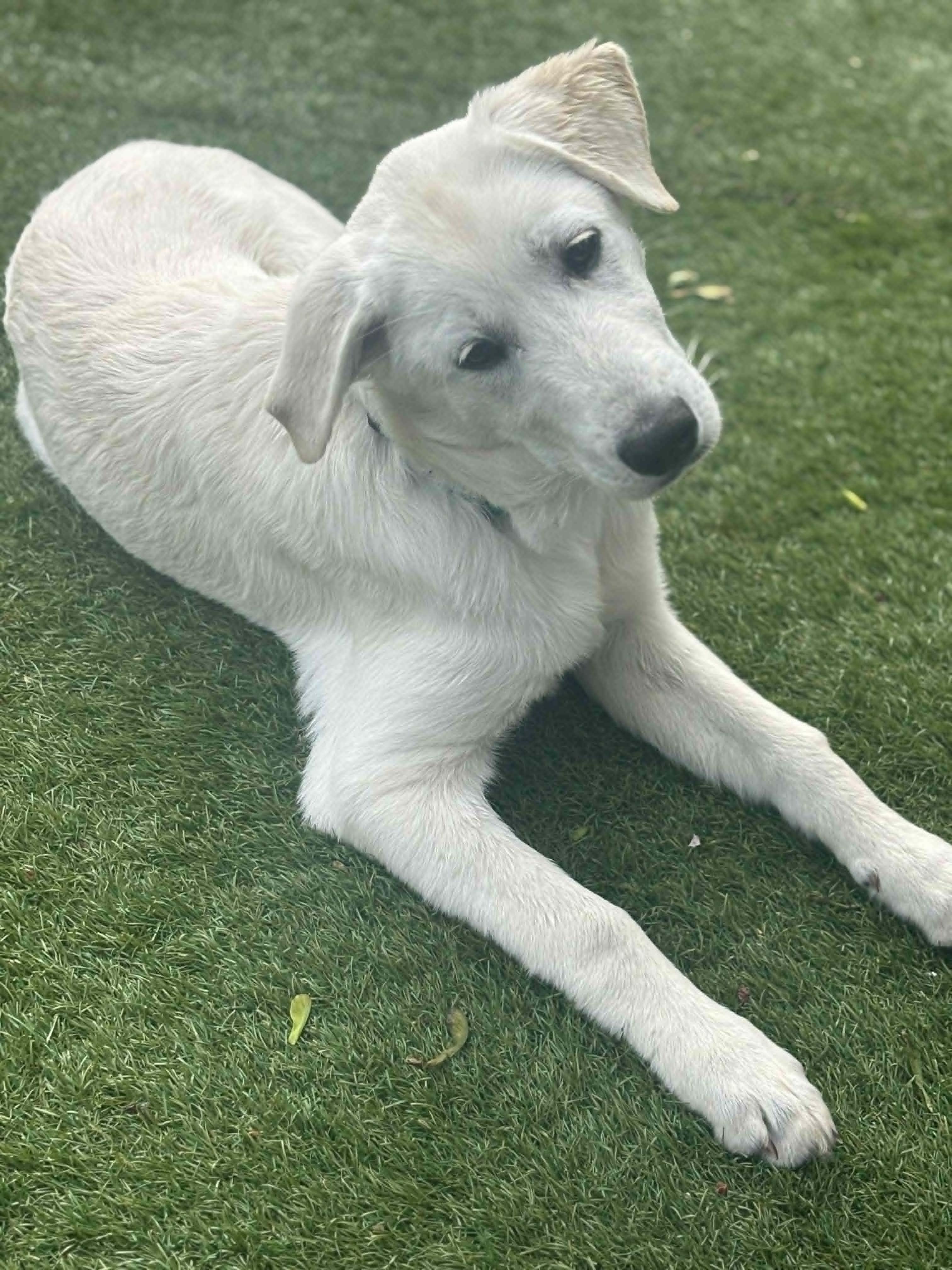 Enlarge Willie  , an adopted Mixed Breed in Kenosha, WI image 2/5