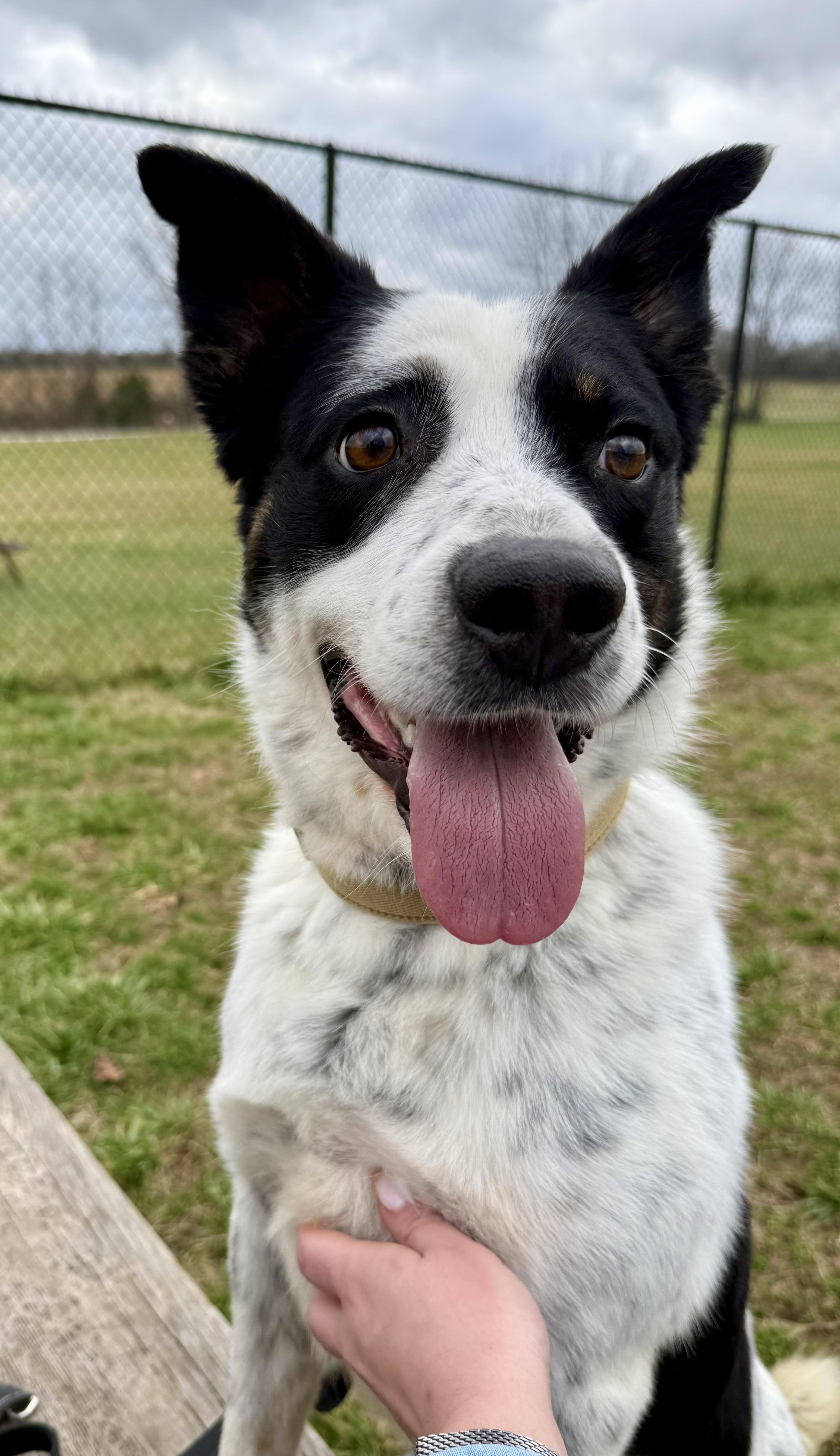 Oscar, a ADOPTABLE mixed breed in Lebanon, TN image 1/4