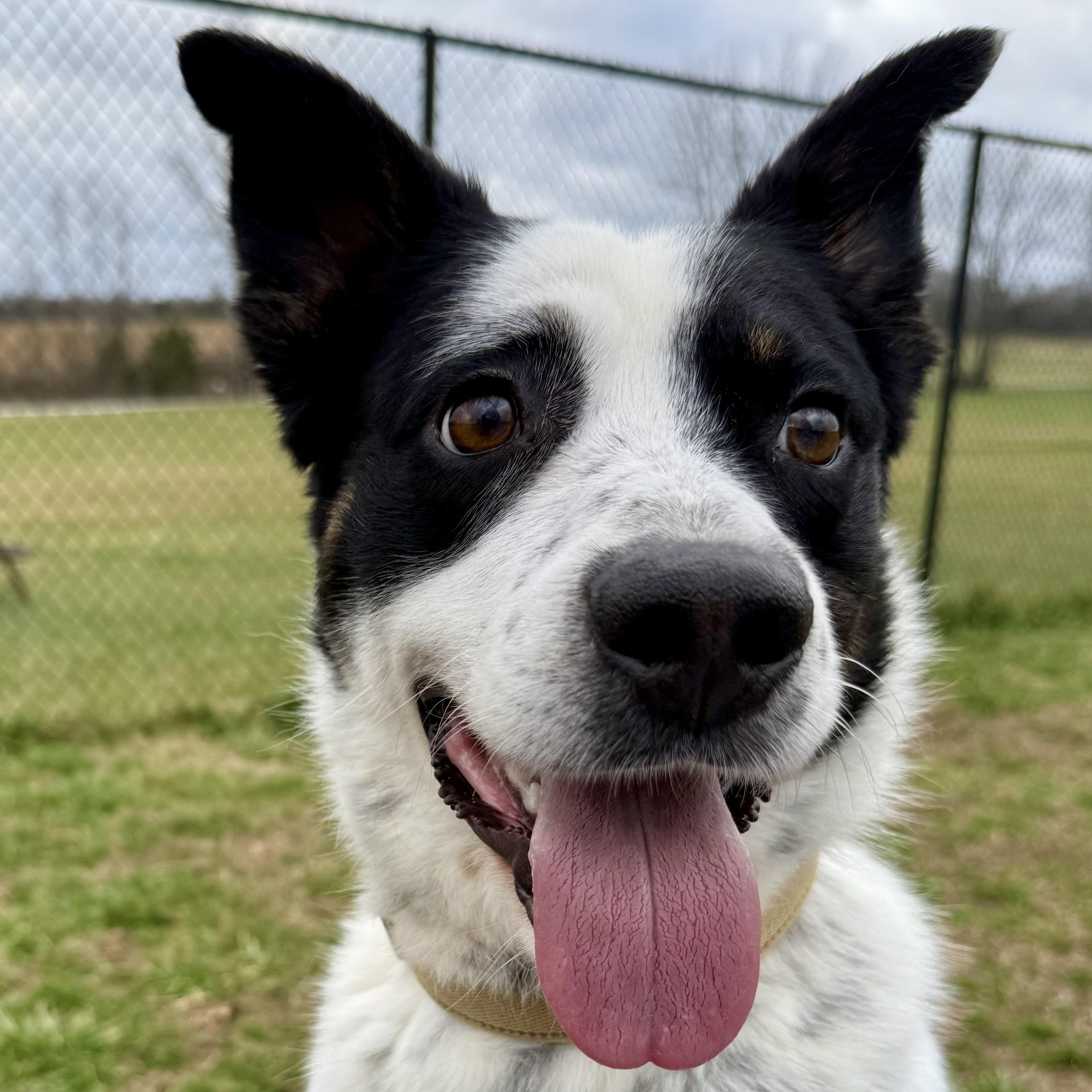 Enlarge Oscar, a ADOPTABLE mixed breed in Lebanon, TN image 4/6