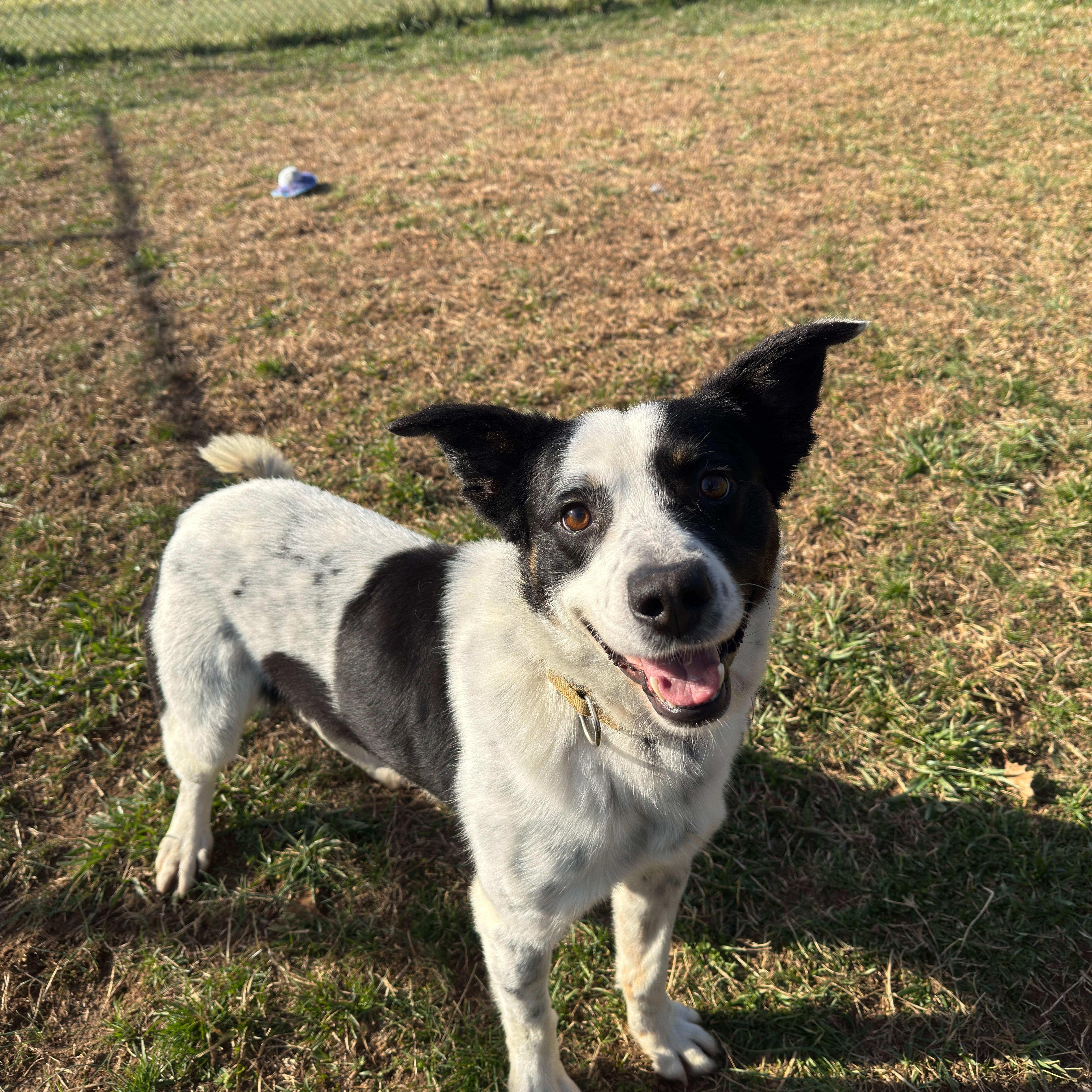 Oscar, a ADOPTABLE mixed breed in Lebanon, TN image 3/4