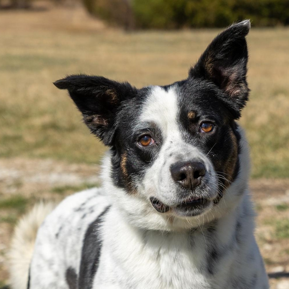 Enlarge Oscar, a ADOPTABLE mixed breed in Lebanon, TN image 5/6