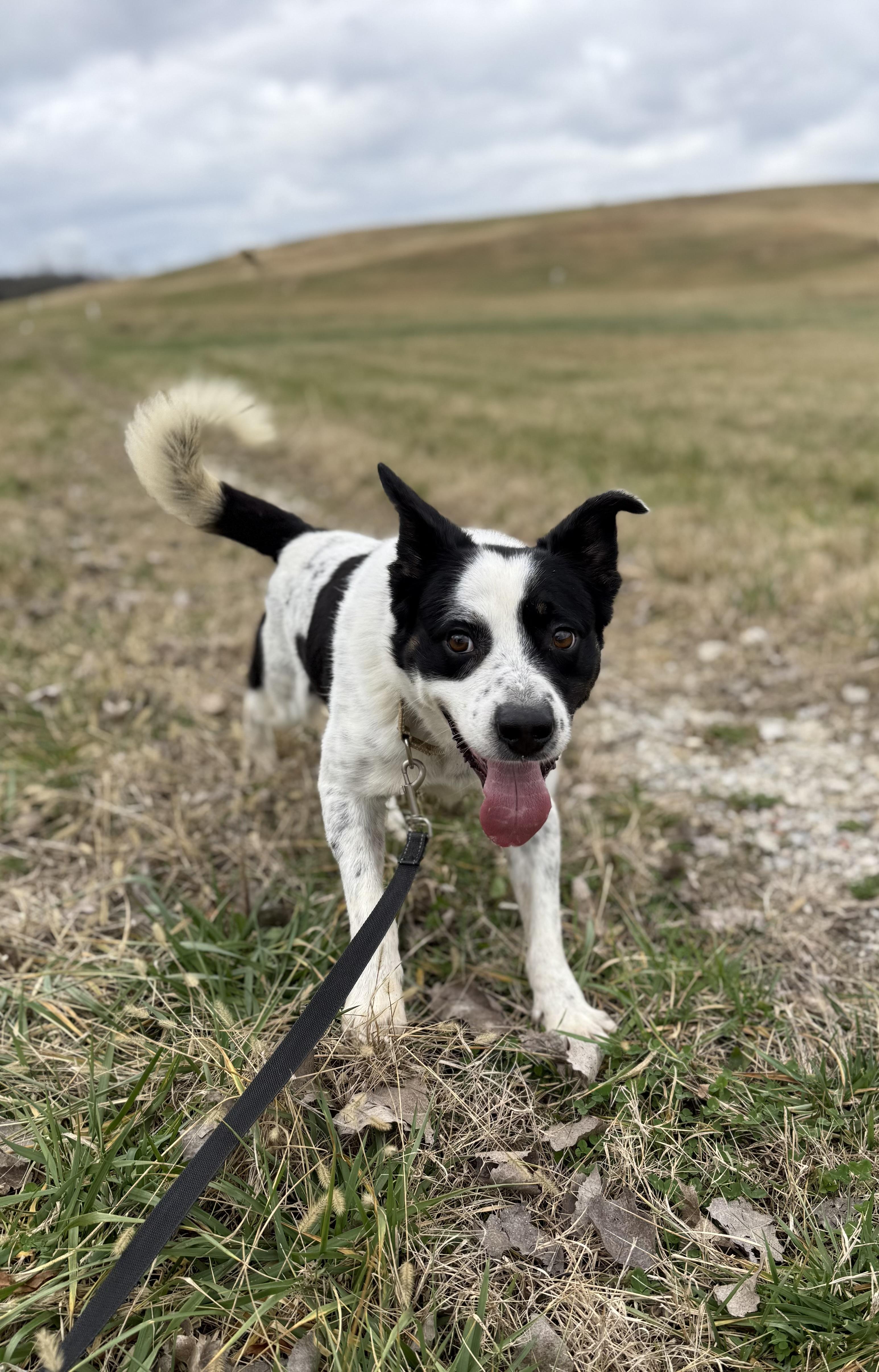 Oscar, a ADOPTABLE mixed breed in Lebanon, TN image 2/4