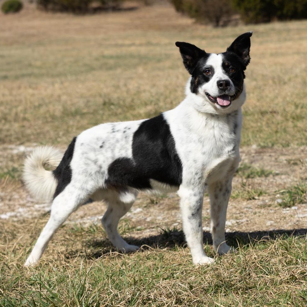 Enlarge Oscar, a ADOPTABLE mixed breed in Lebanon, TN image 6/6
