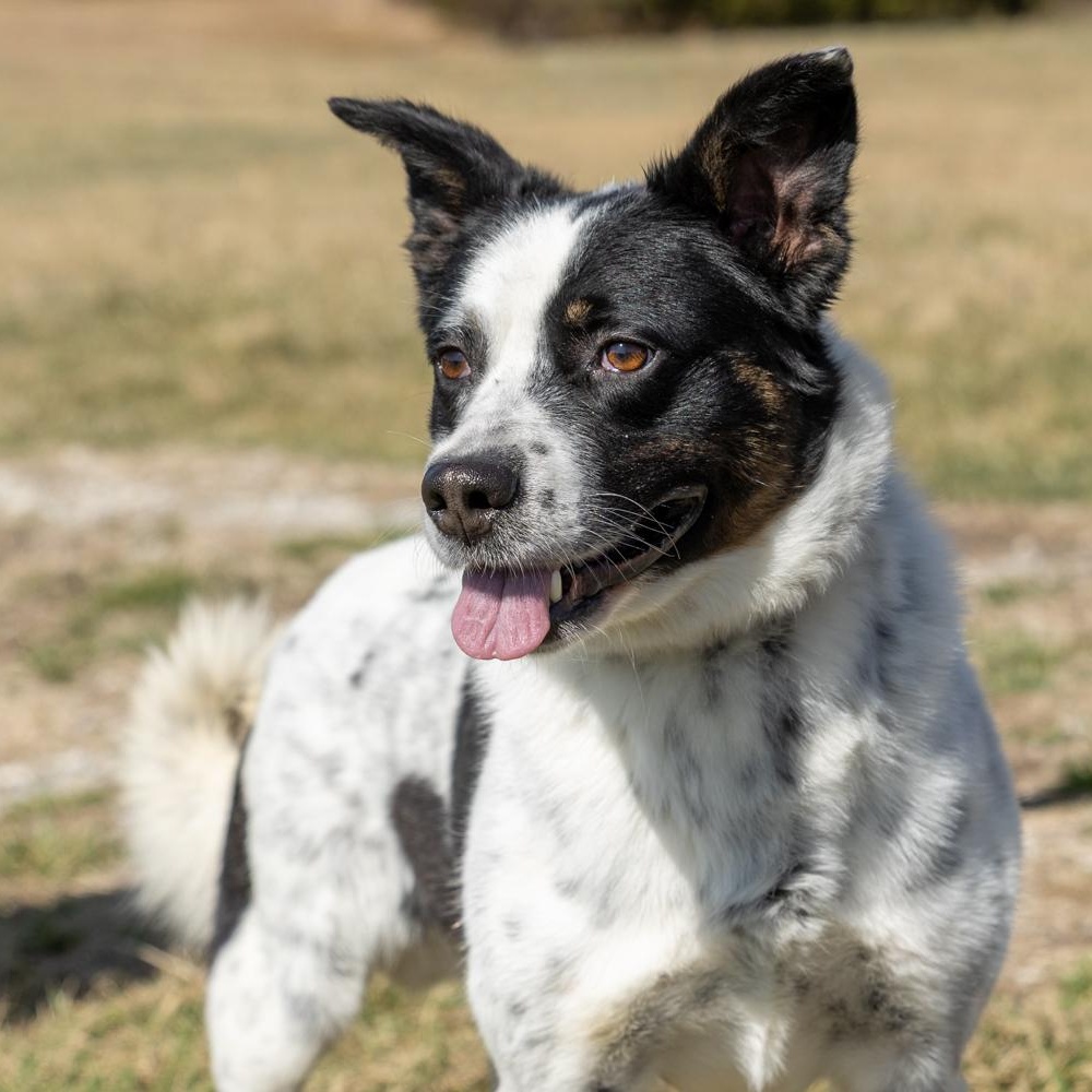 Enlarge Oscar, a ADOPTABLE mixed breed in Lebanon, TN image 1/6
