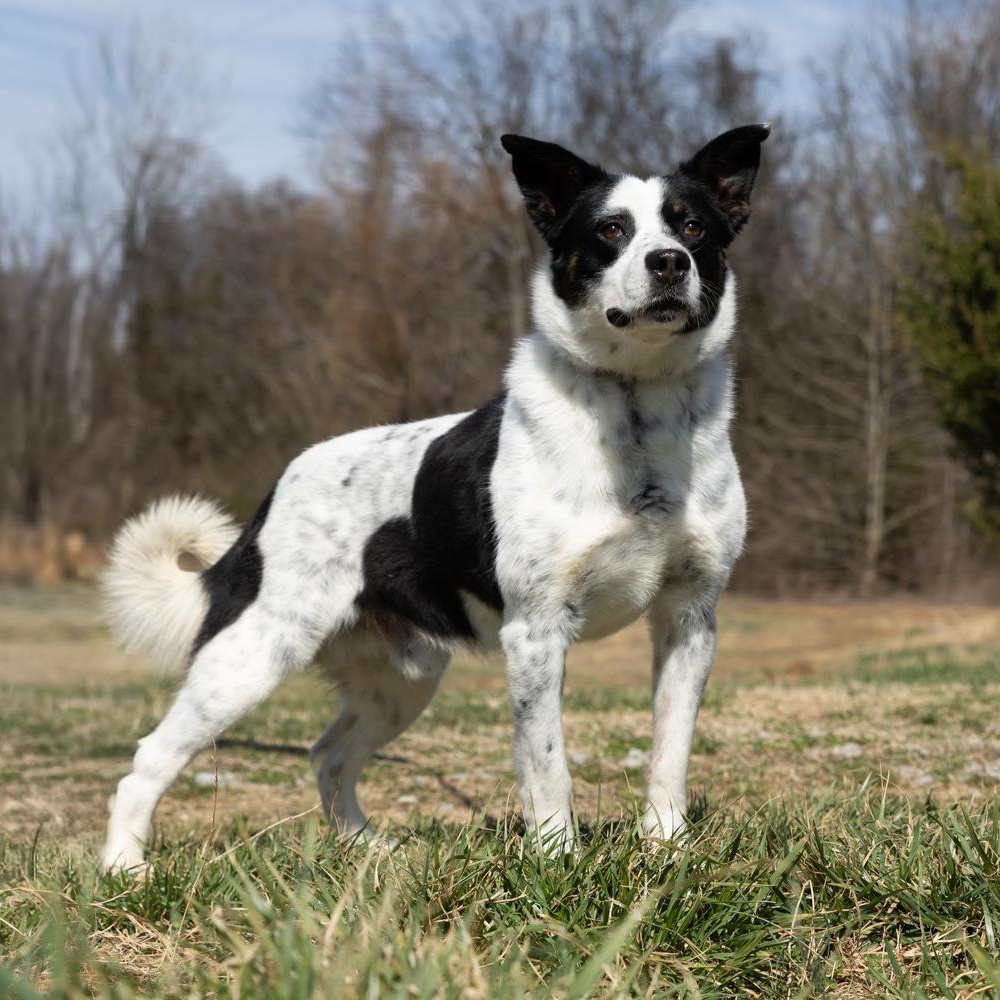 Enlarge Oscar, a ADOPTABLE mixed breed in Lebanon, TN image 3/6
