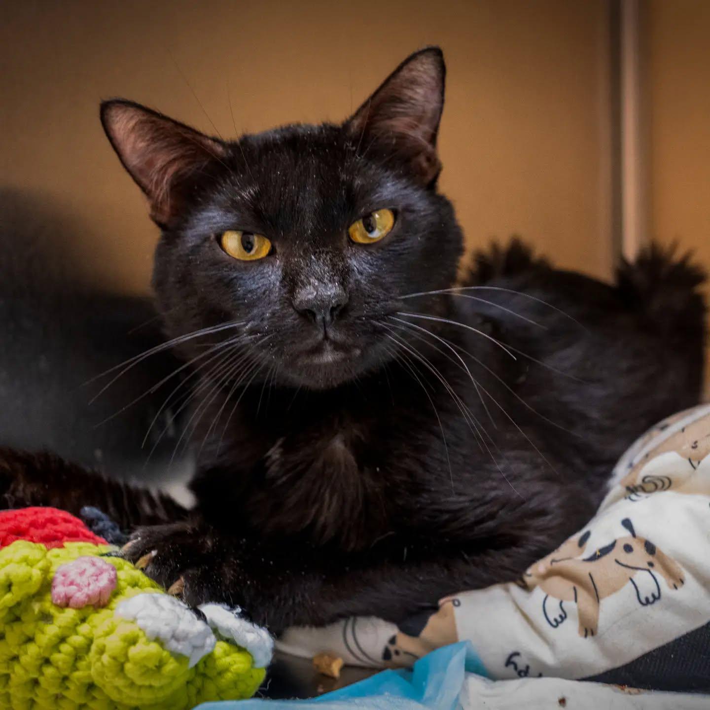 Binxy, Adoptable, Senior Male Domestic Short Hair.
