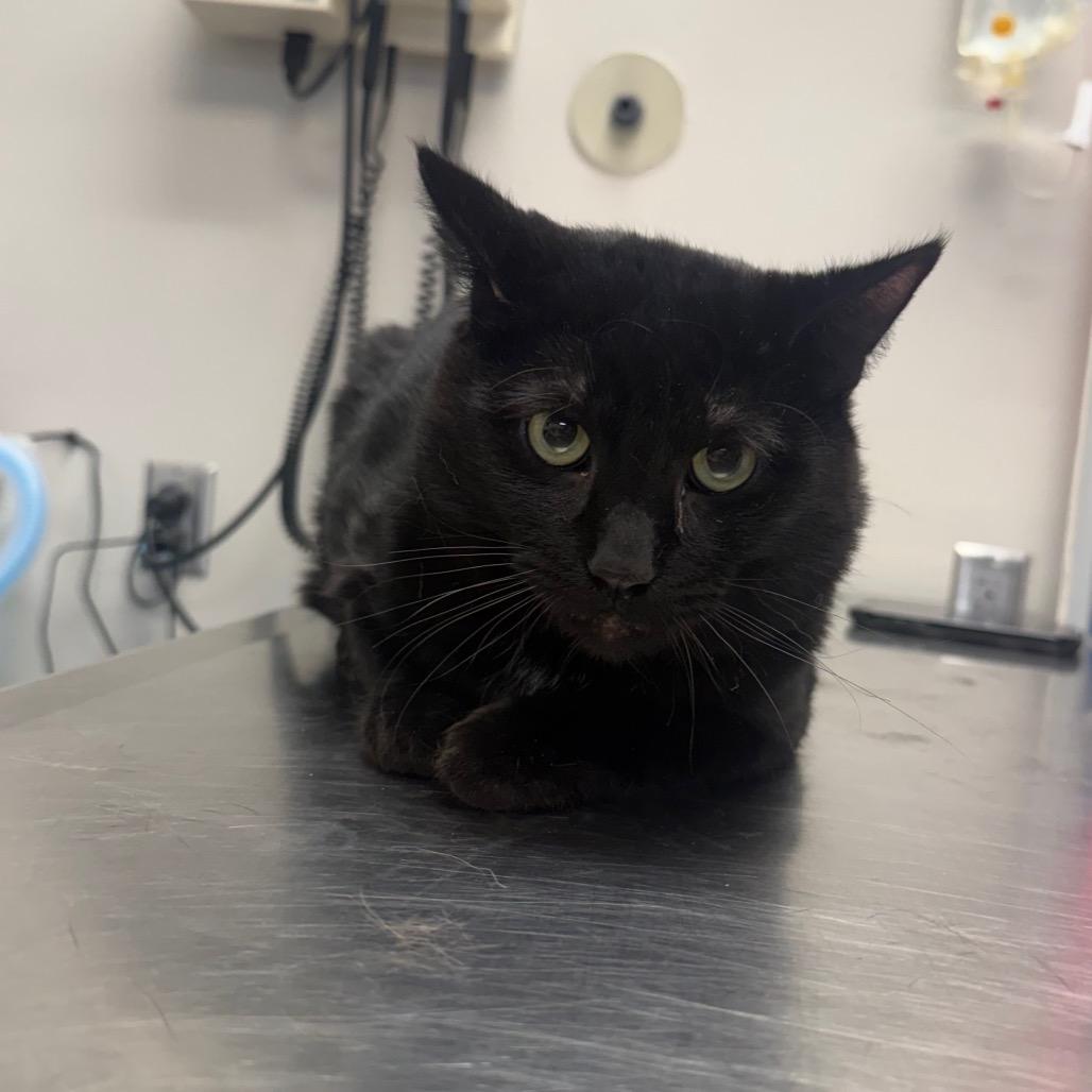 Charlie, Adoptable, Adult Male Domestic Short Hair.