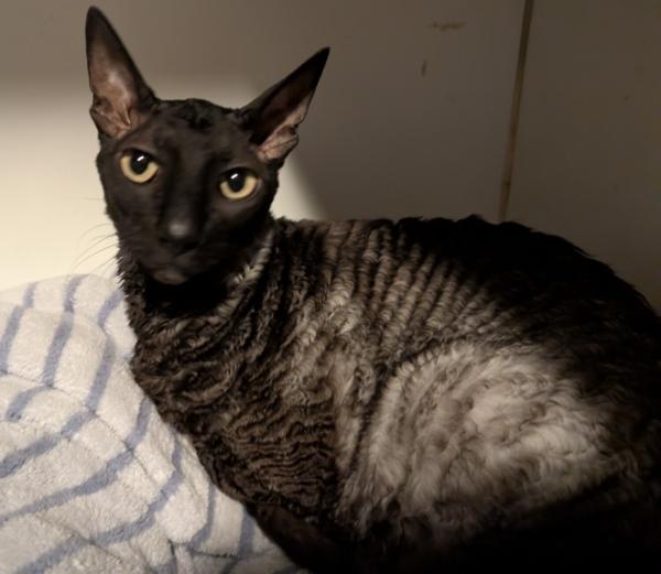 HUEY, adopted, Adult Male Cornish Rex.