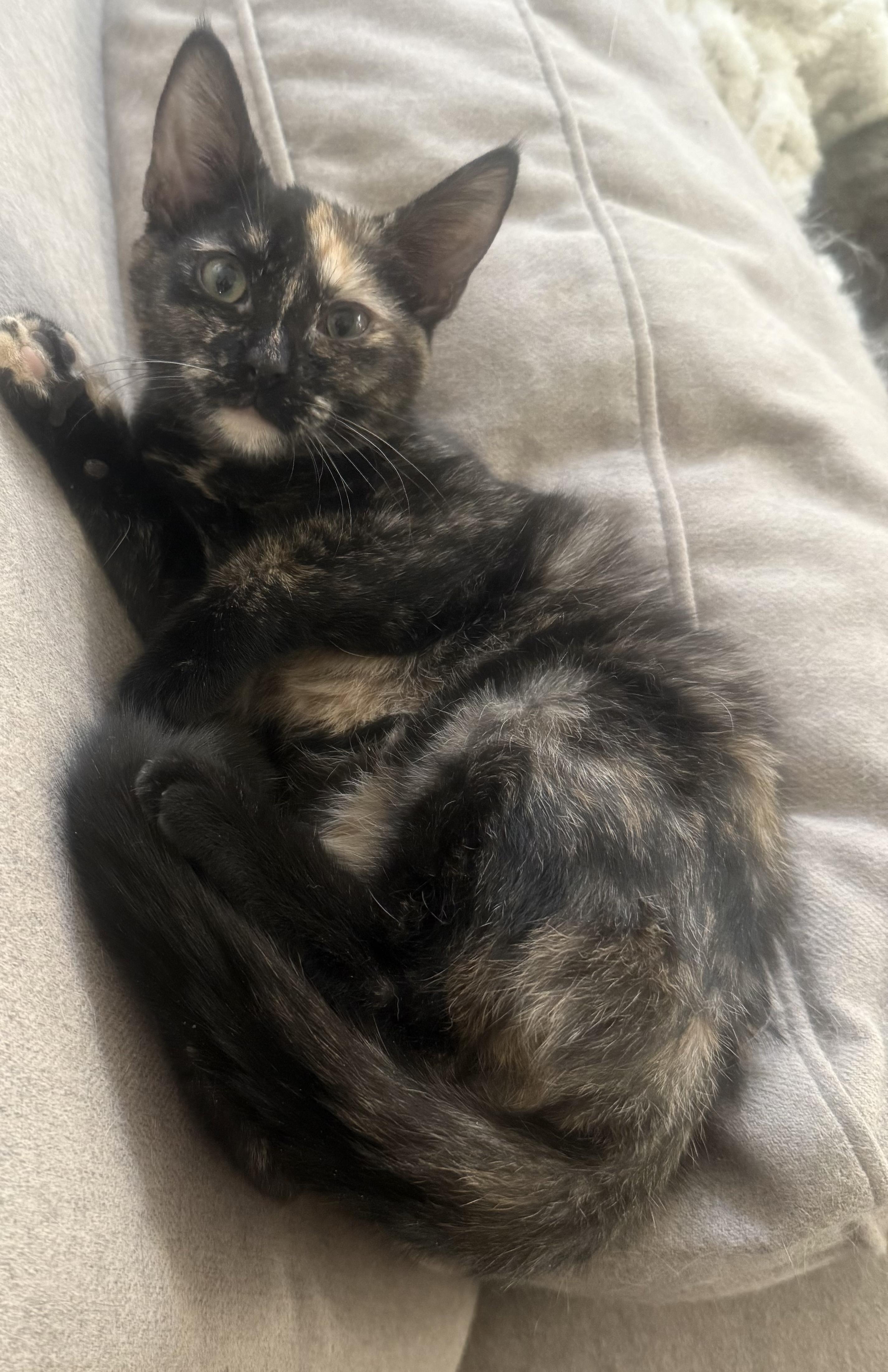 Enlarge Pixel, a ADOPTABLE Tortoiseshell in Pickerington, OH image 2/4