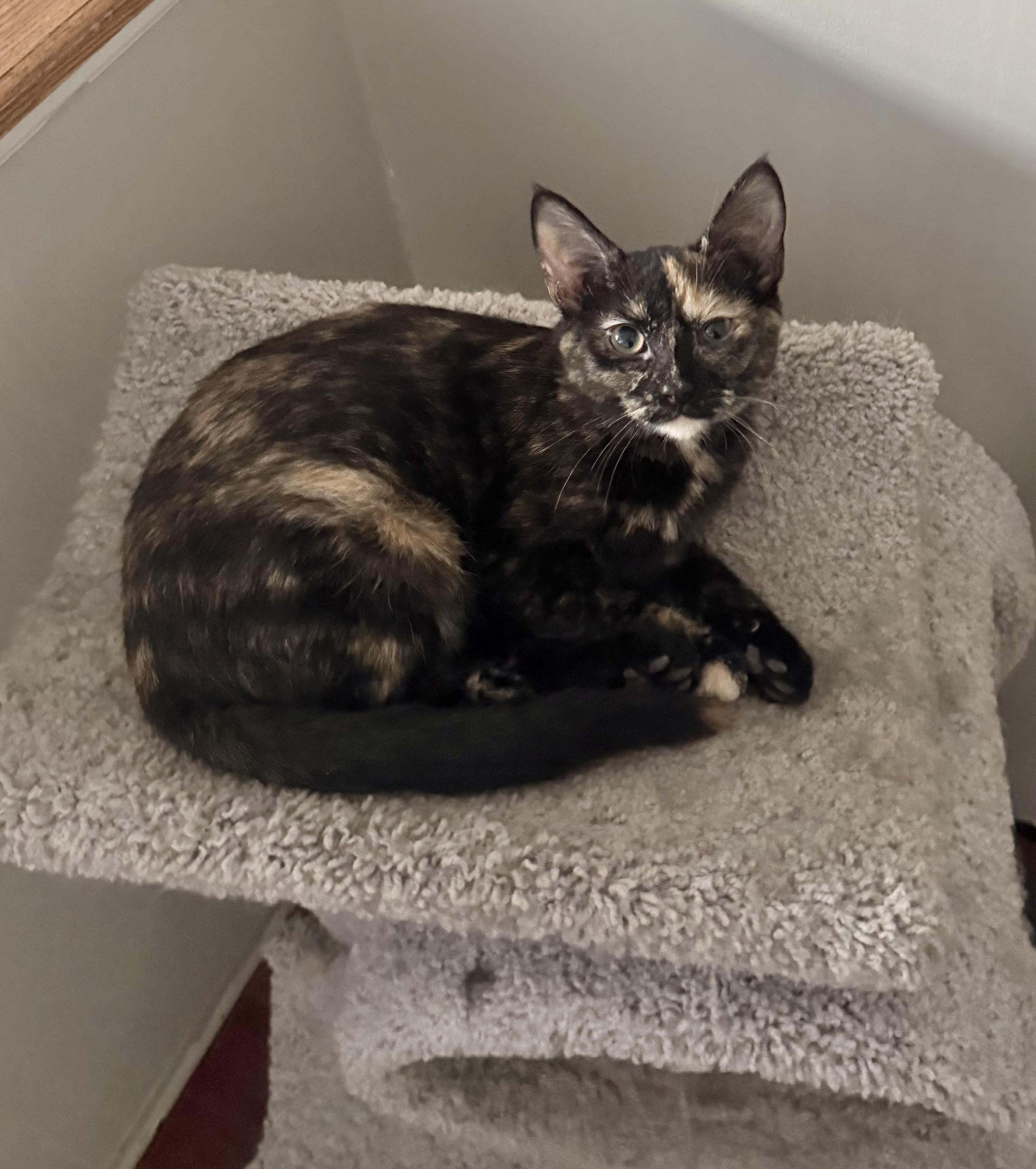 Enlarge Pixel, a ADOPTABLE Tortoiseshell in Pickerington, OH image 4/4