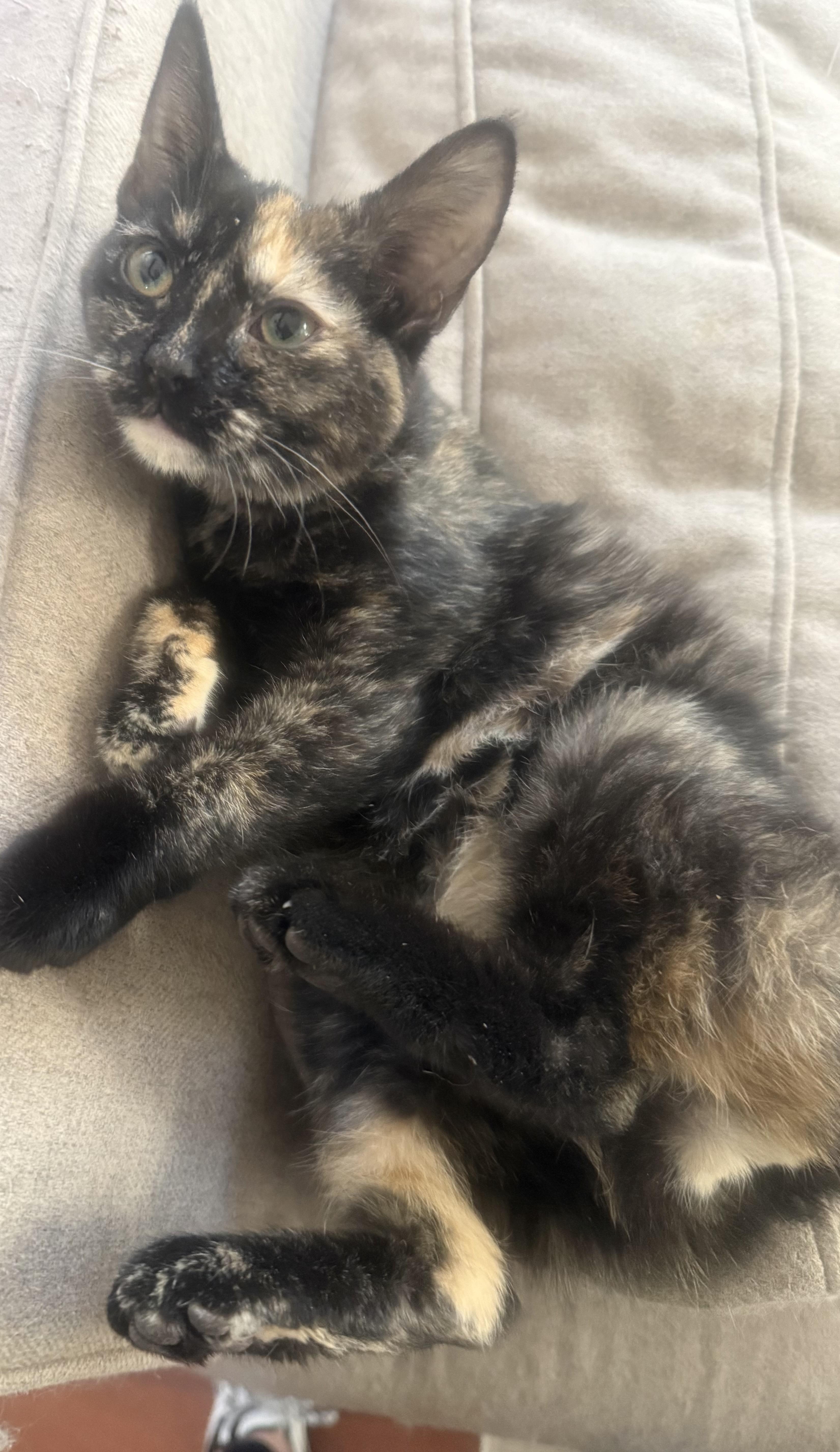 Enlarge Pixel, a ADOPTABLE Tortoiseshell in Pickerington, OH image 1/4