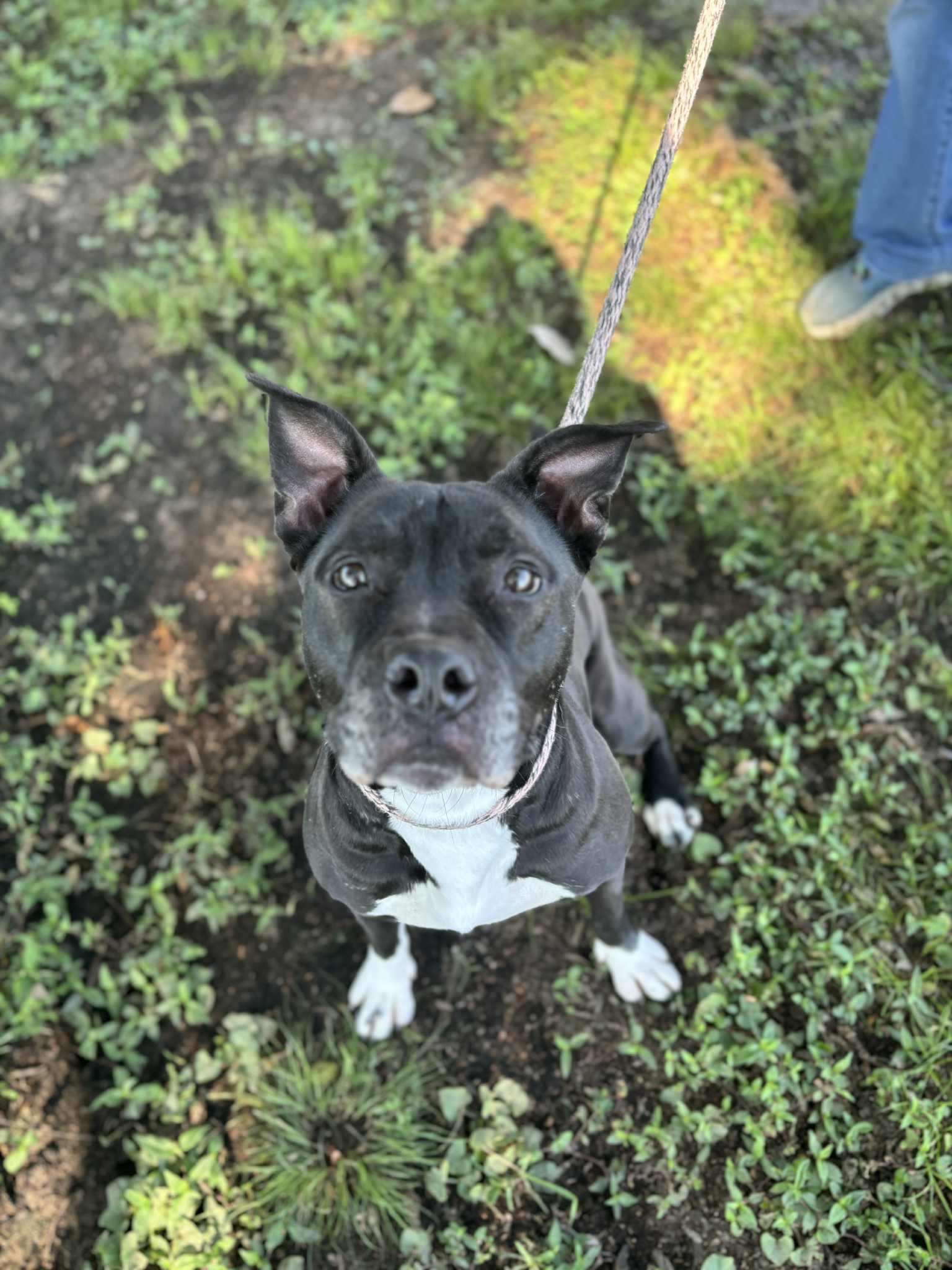 Macie, an adoptable Pit Bull Terrier in Tulsa, OK, 74133 | Photo Image 3