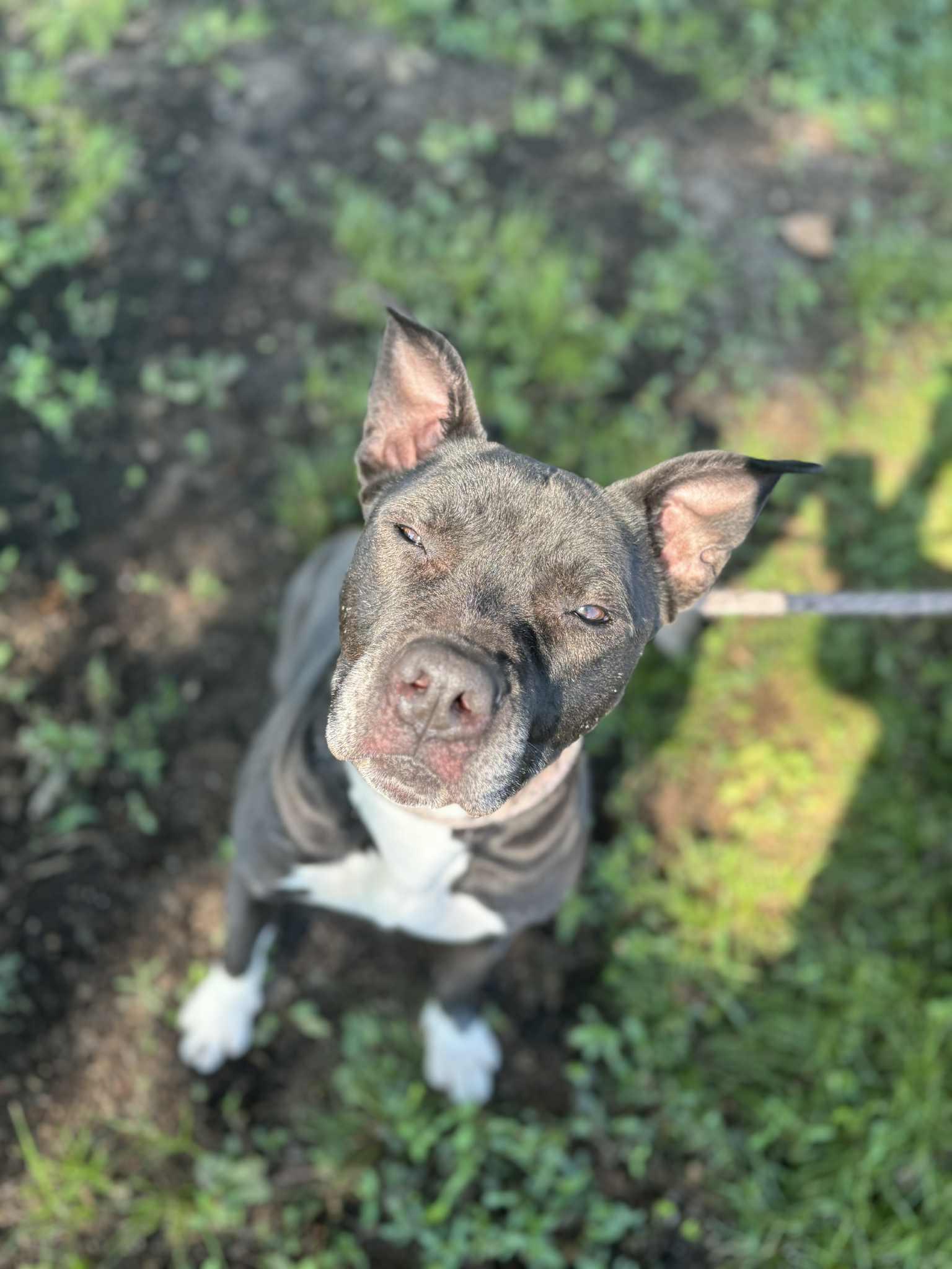 Macie, an adoptable Pit Bull Terrier in Tulsa, OK, 74133 | Photo Image 4