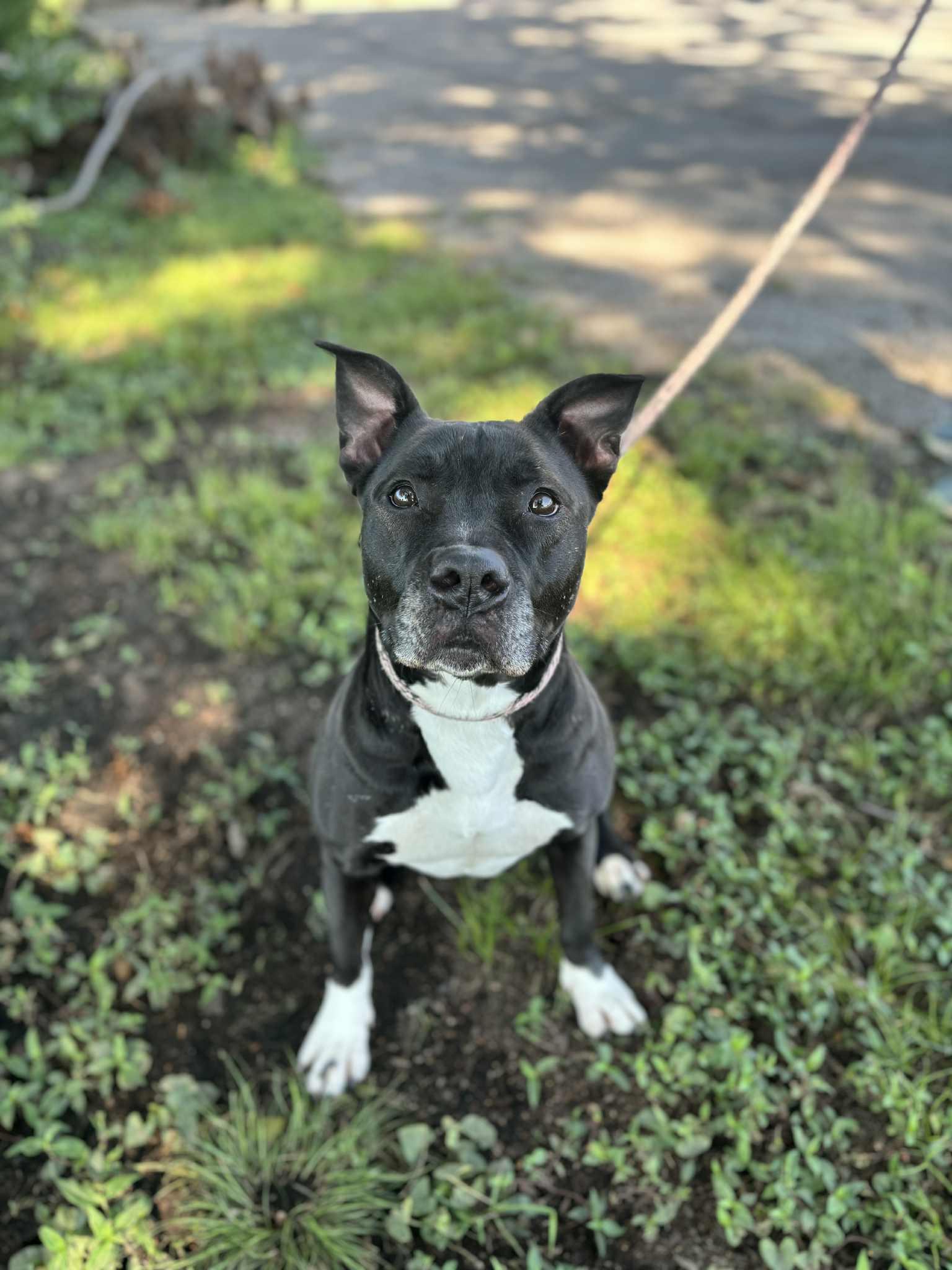 Macie, an adoptable Pit Bull Terrier in Tulsa, OK, 74133 | Photo Image 2