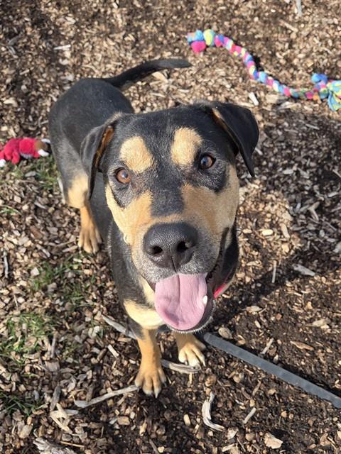RANDY, Adoptable, Young Male Black and Tan Coonhound & Mixed Breed.