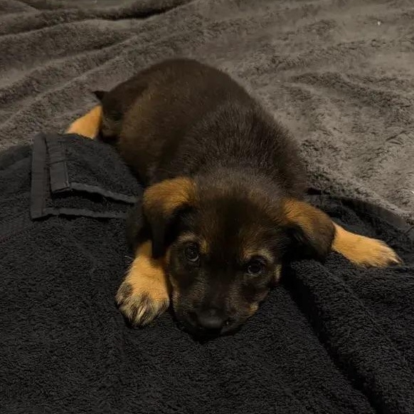 Liv, ADOPTABLE, Puppy Female Rottweiler & Mixed Breed.
