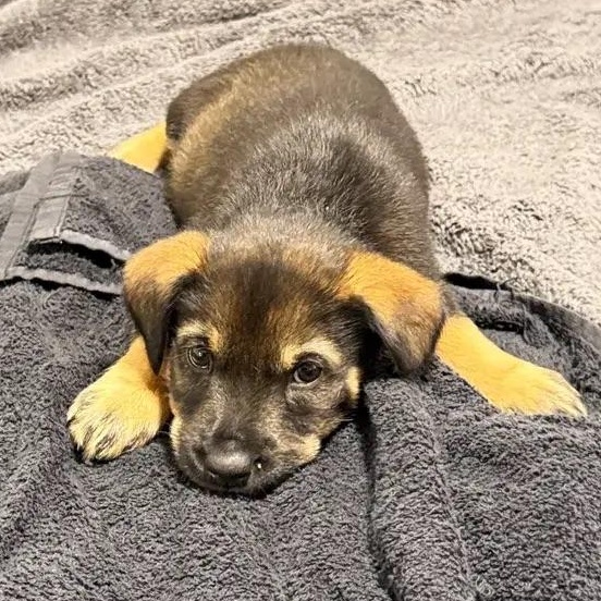 Liv, a ADOPTABLE mixed breed in Polk, OH image 2/3
