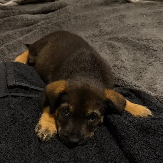 Liv, a ADOPTABLE mixed breed in Polk, OH image 3/3