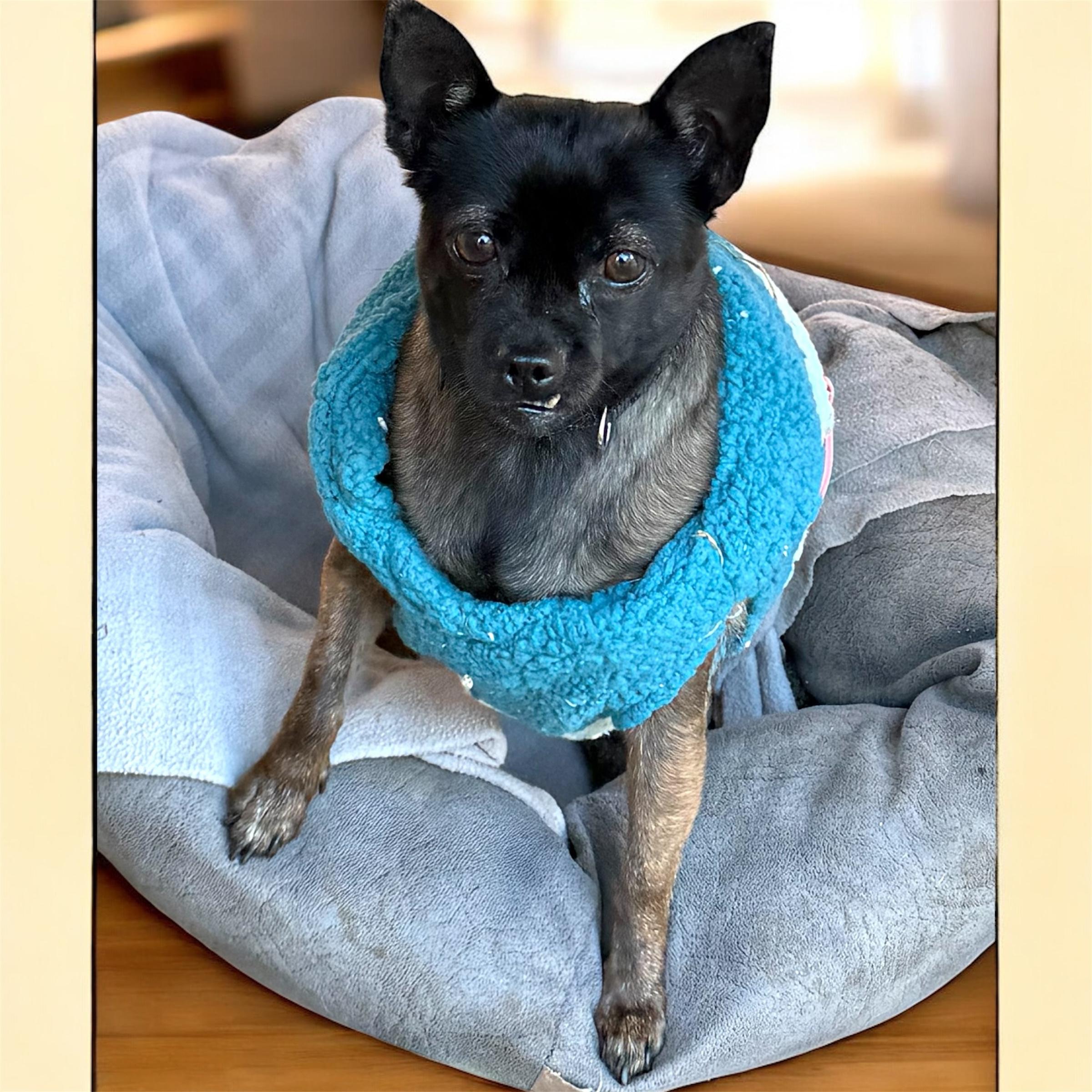 Luda (8 pounds), a Adoptable Chihuahua in South Saint Paul, MN image 1/5