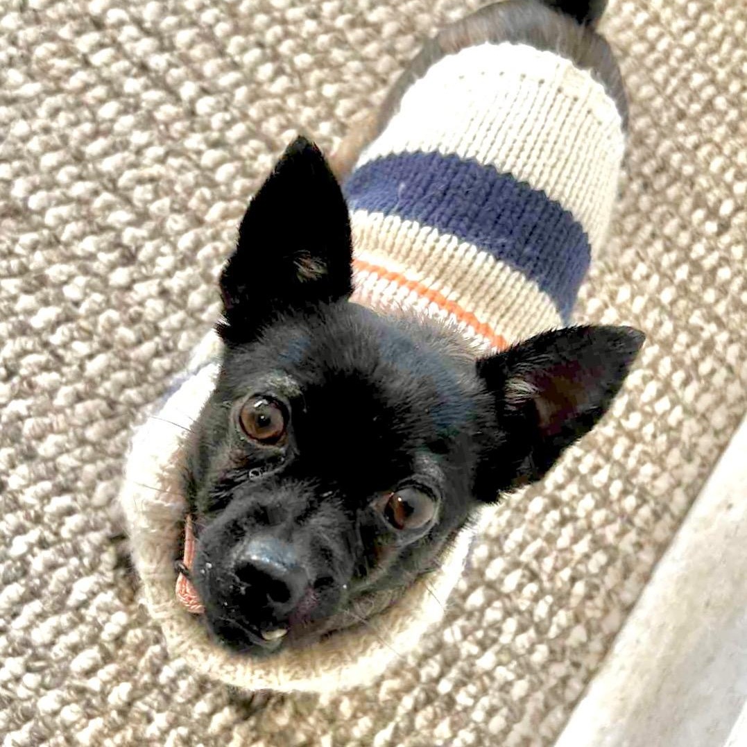 Luda (8 pounds), a Adoptable Chihuahua in South Saint Paul, MN image 2/5