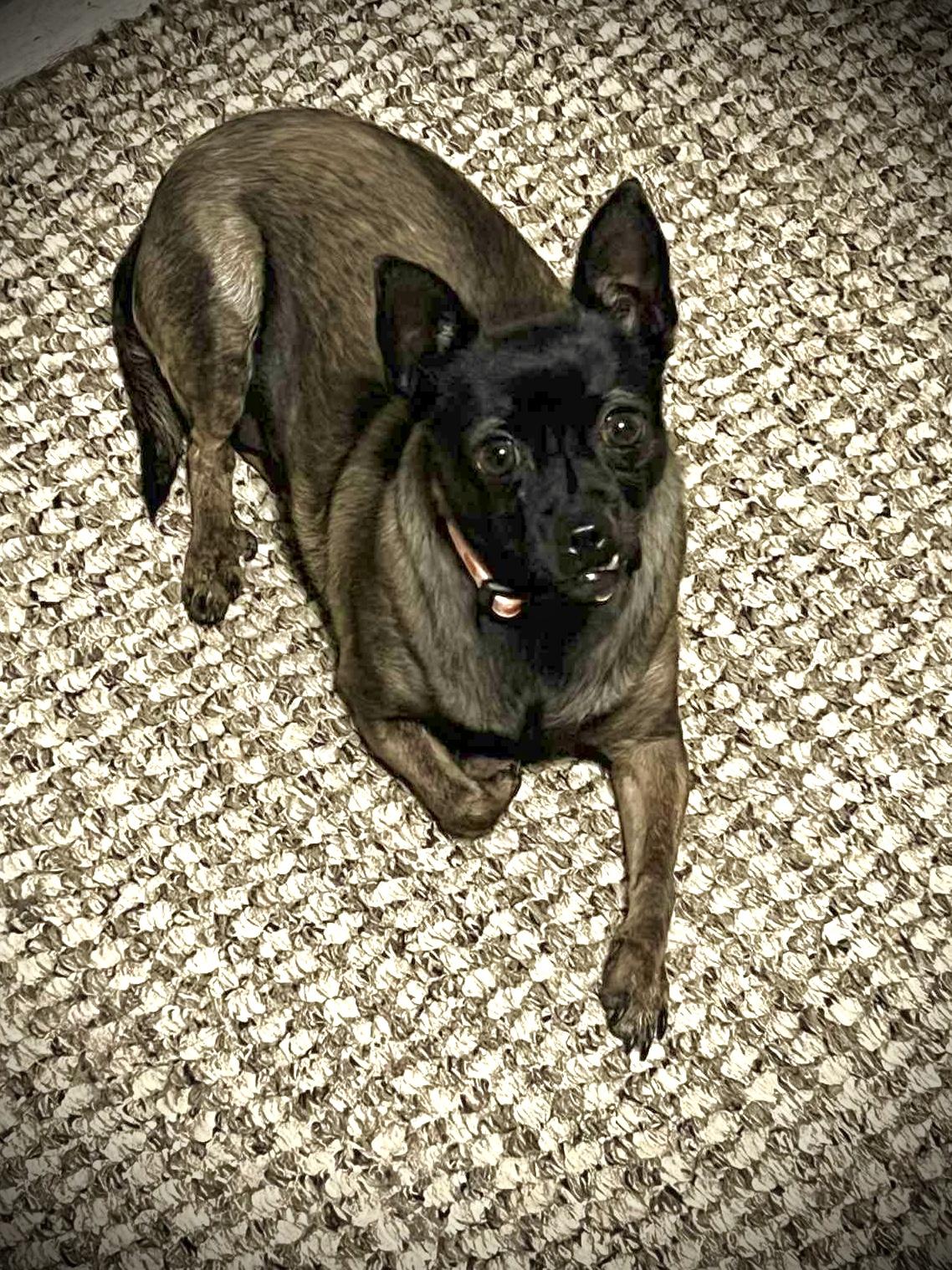 Luda (8 pounds), a Adoptable Chihuahua in South Saint Paul, MN image 3/5