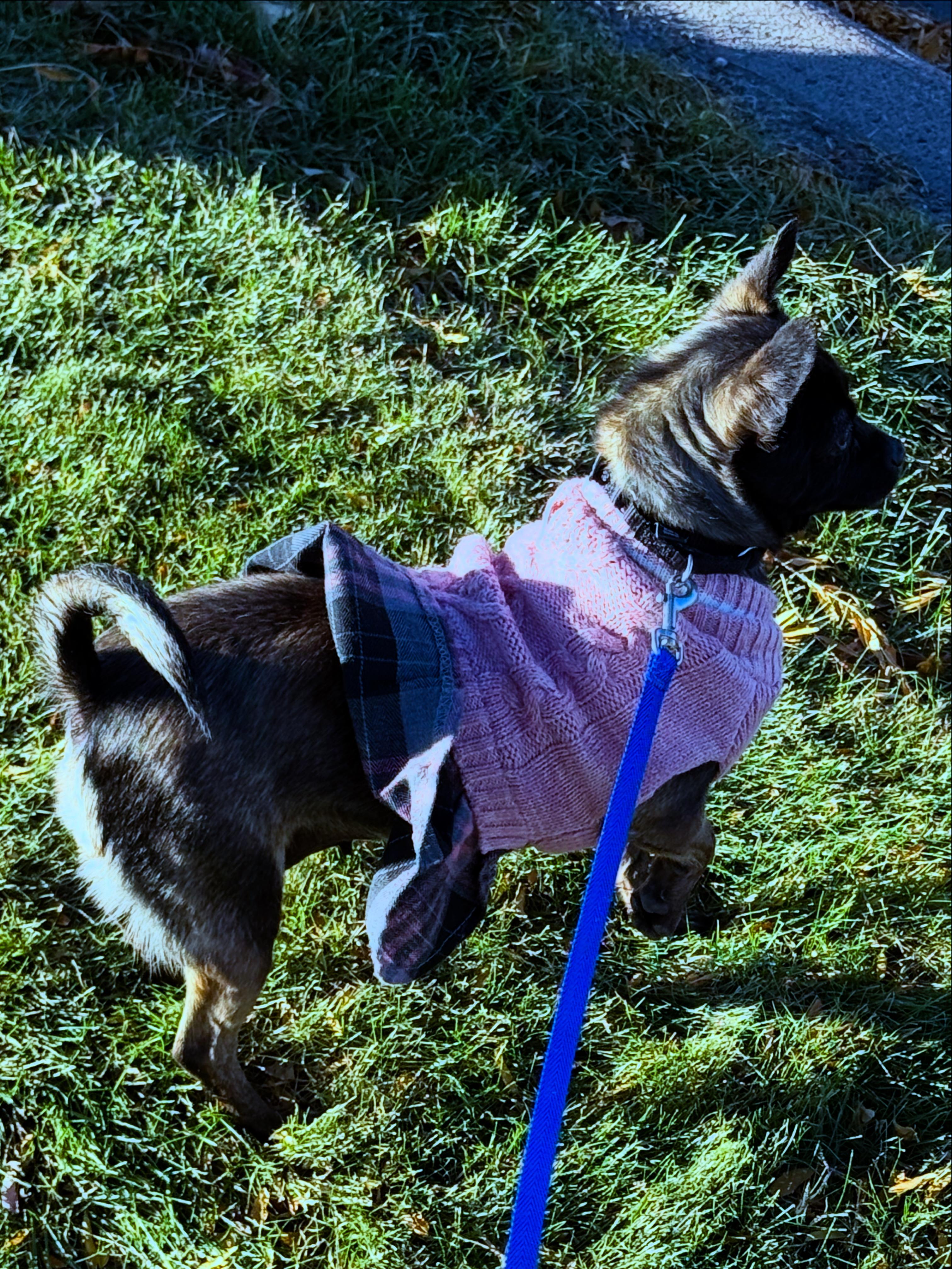 Luda (8 pounds), a Adoptable Chihuahua in South Saint Paul, MN image 4/5