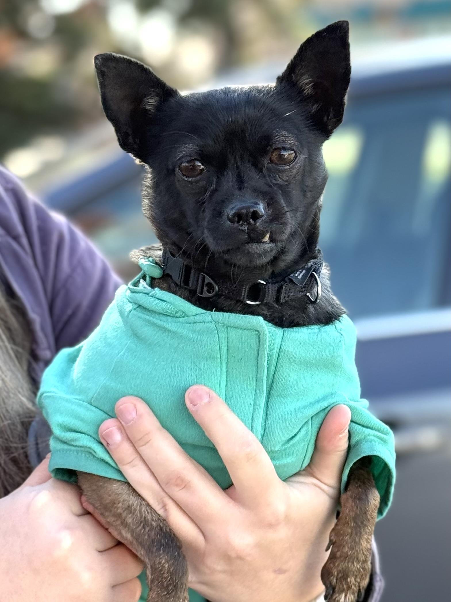 Luda (8 pounds), a Adoptable Chihuahua in South Saint Paul, MN image 5/5
