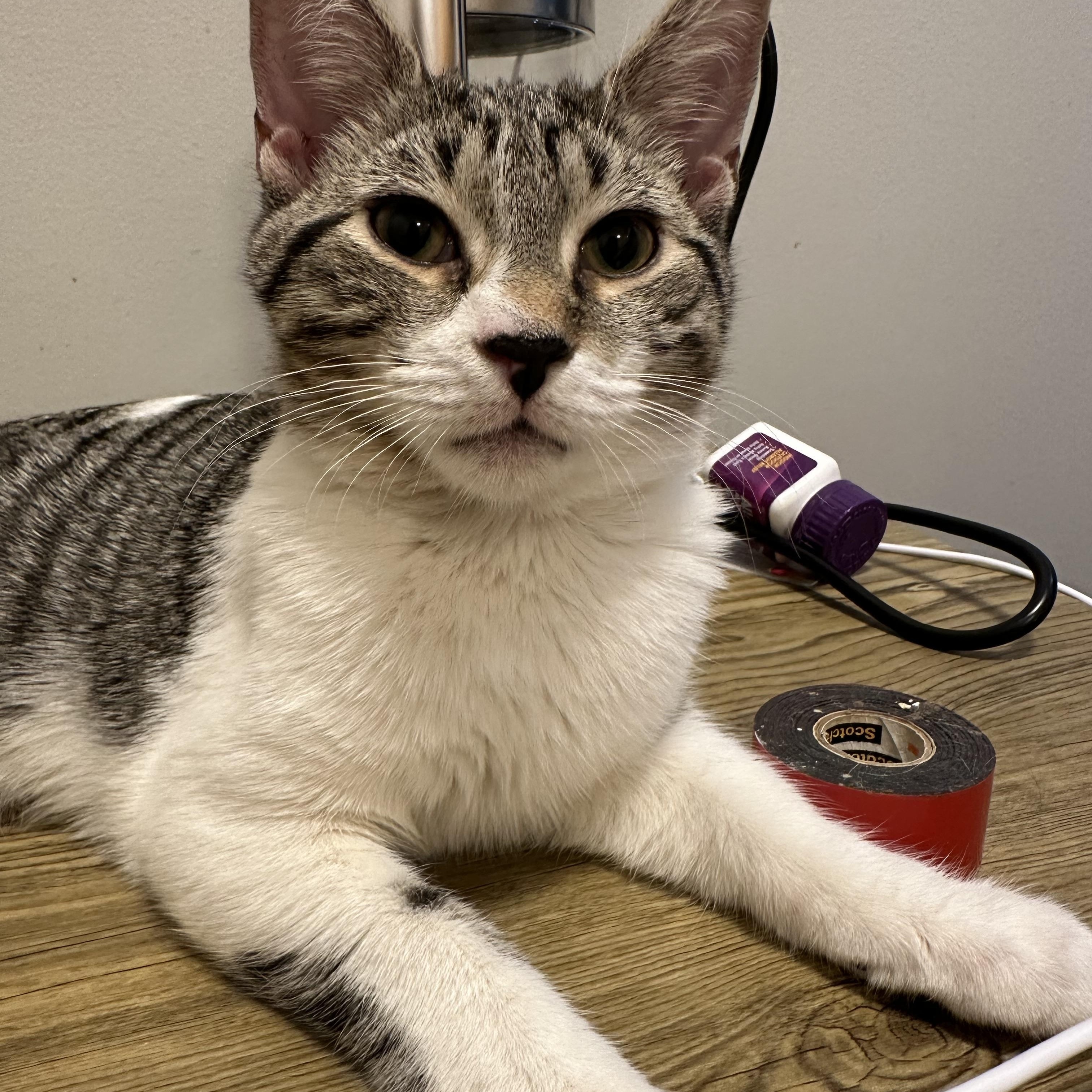 Enlarge Jack and Johnny, a Adopted Domestic Short Hair in Brooklyn, NY image 2/4