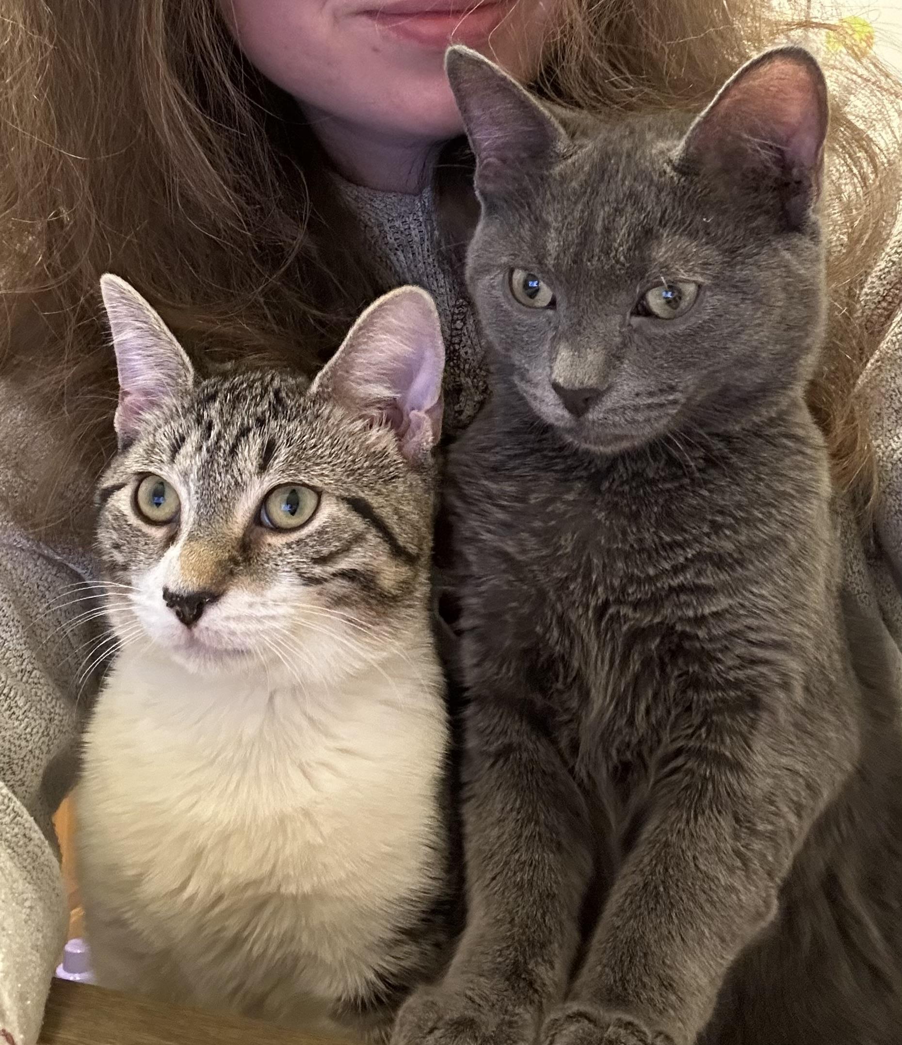 Jack and Johnny, Adopted, Young Male Domestic Short Hair.