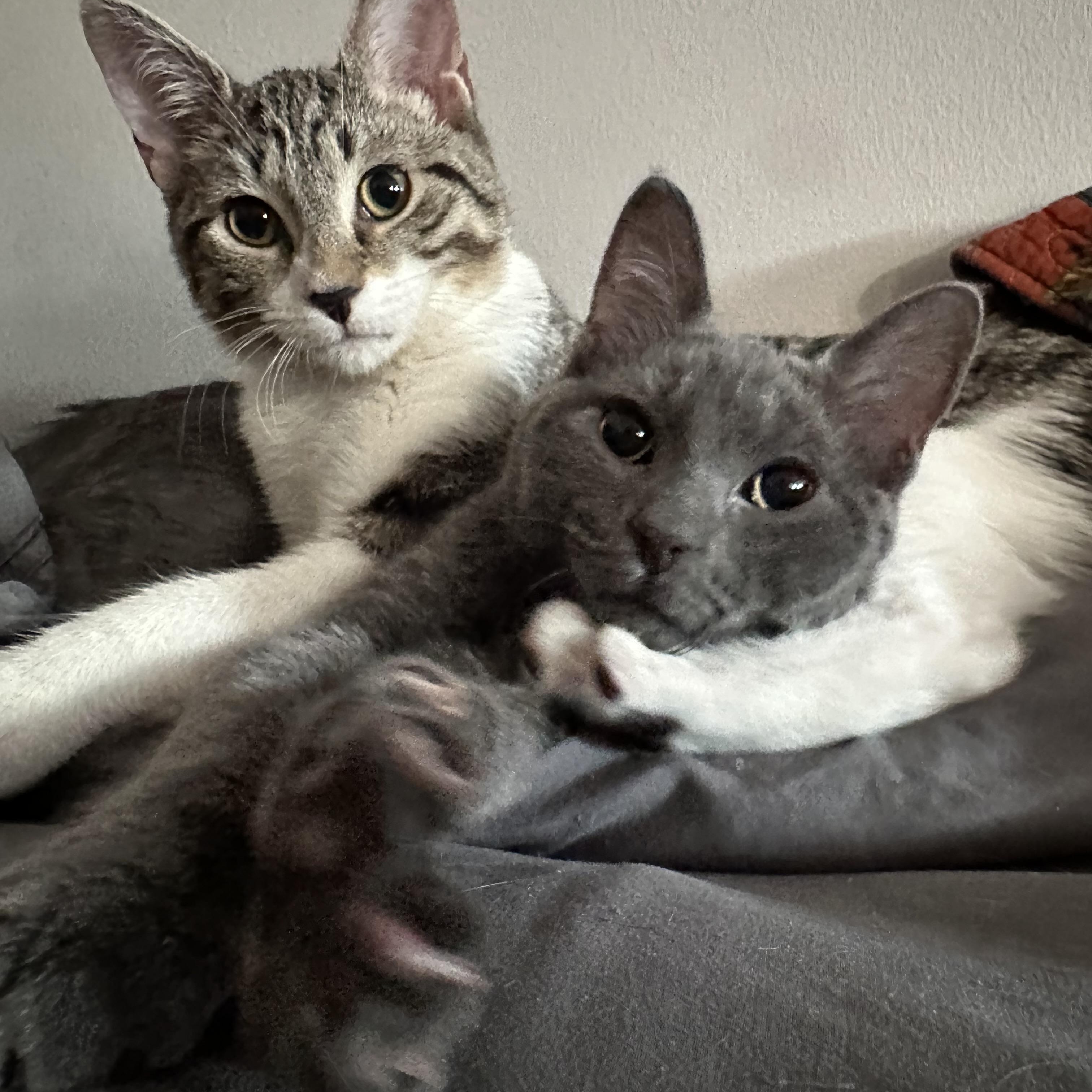 Enlarge Jack and Johnny, a Adopted Domestic Short Hair in Brooklyn, NY image 4/4