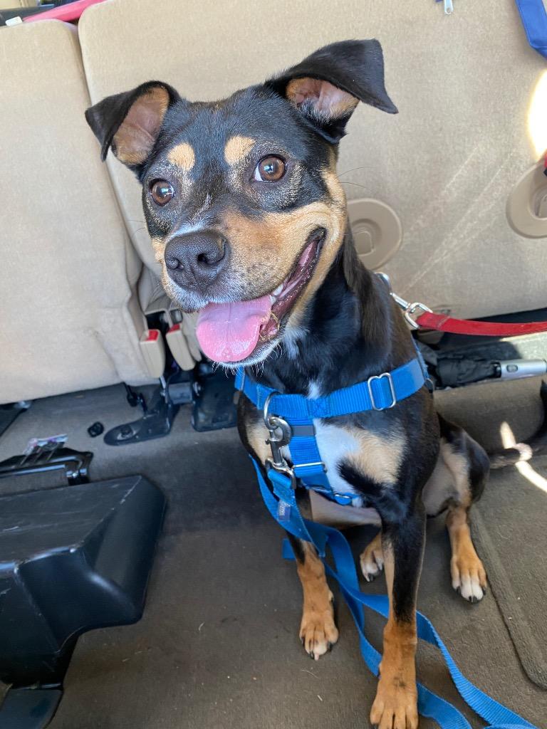 Janice, a Adoptable mixed breed in Fort Mill, SC image 1/6