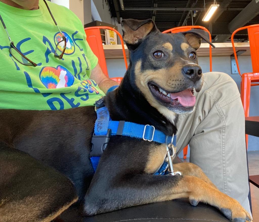 Janice, a Adoptable mixed breed in Fort Mill, SC image 2/6