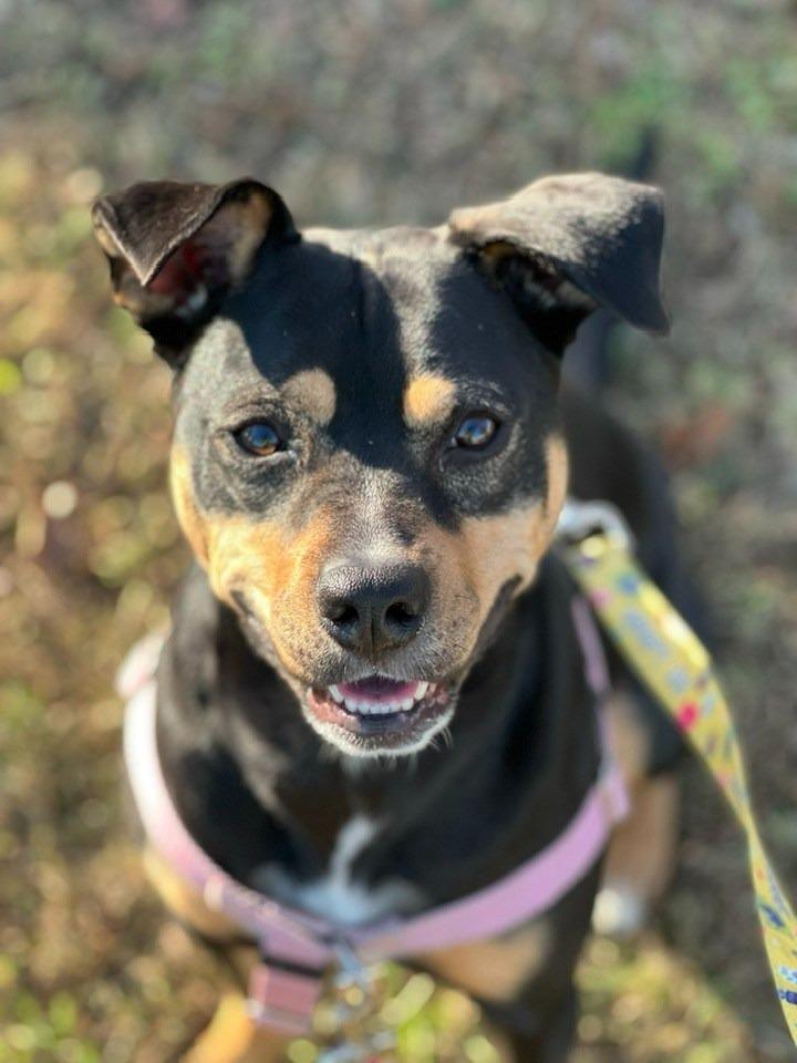 Janice, a Adoptable mixed breed in Fort Mill, SC image 5/6
