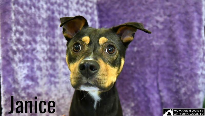 Janice, a Adoptable mixed breed in Fort Mill, SC image 6/6