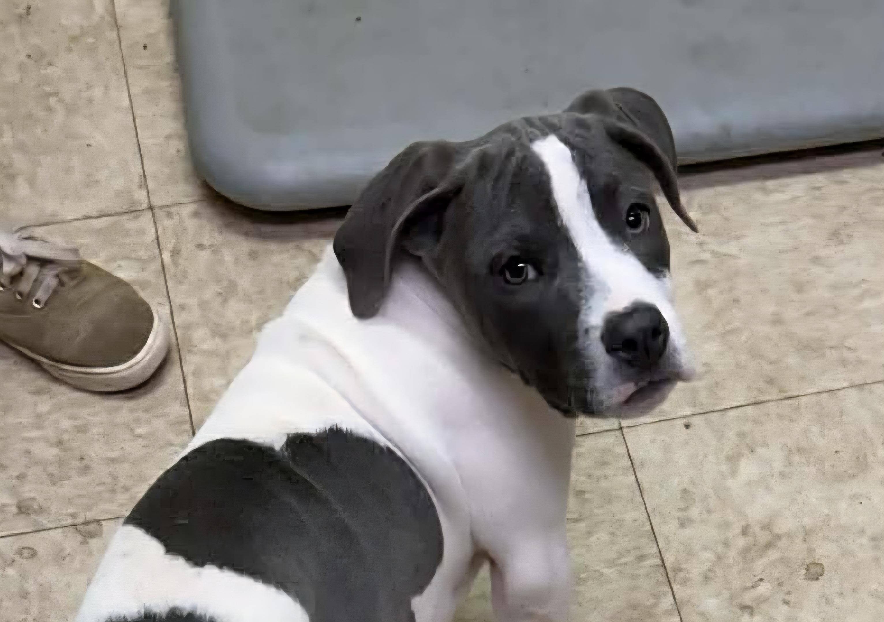 Enlarge Rex, an adopted mixed breed in Bristol, VT image 1/2