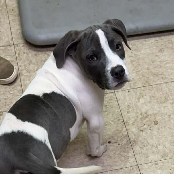 Enlarge Rex, an adopted mixed breed in Bristol, VT image 2/2